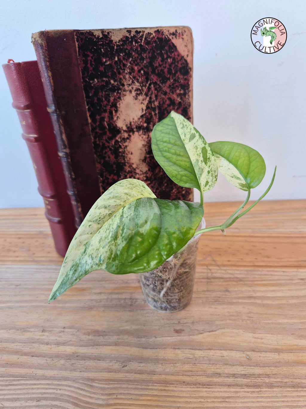 Epipremnum 'Cebu Blue' Variegata Half Moon -Petite Taille-
