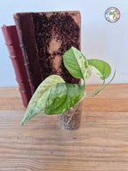 Epipremnum 'Cebu Blue' Variegata Half Moon -Petite Taille-