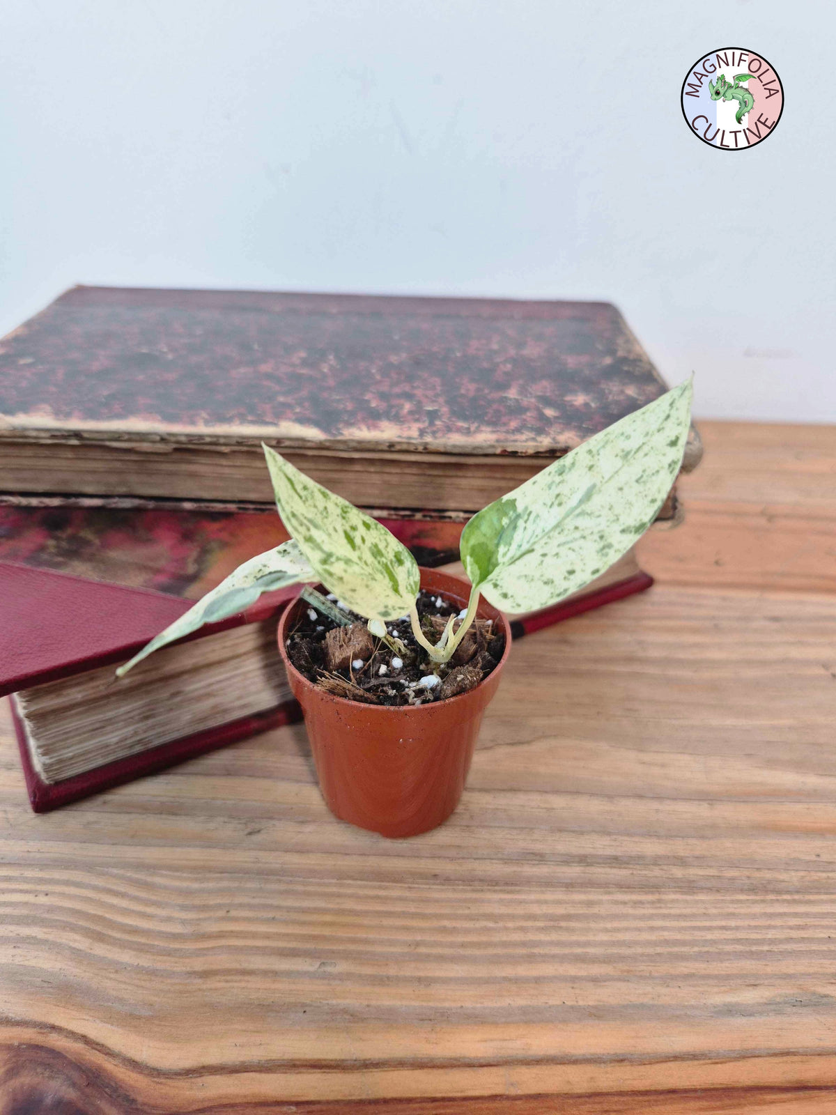 Epipremnum 'Cebu Blue' Variegata -Petite Taille-