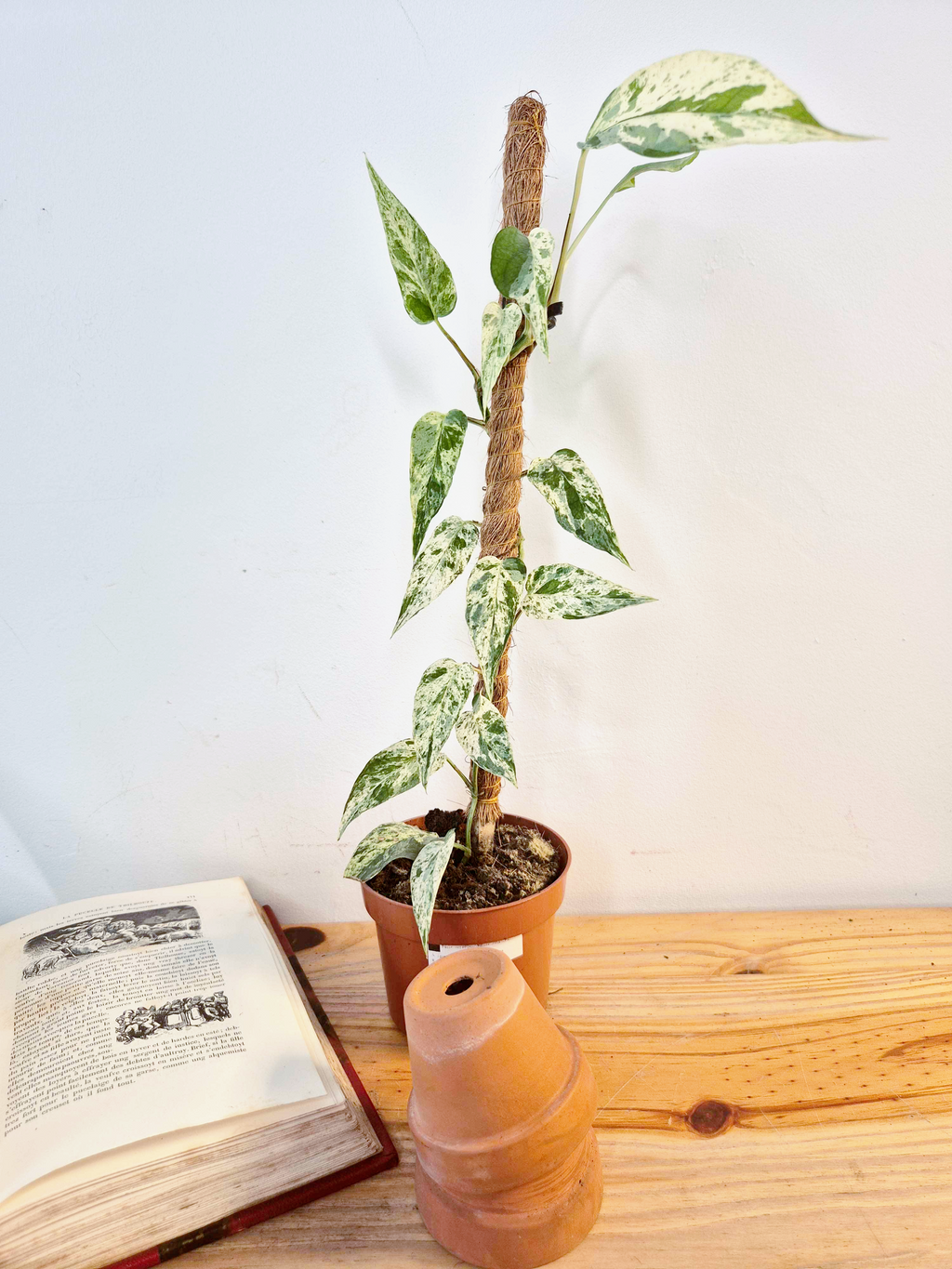 Epipremnum 'Cebu Blue' Variegata -Grande Taille-
