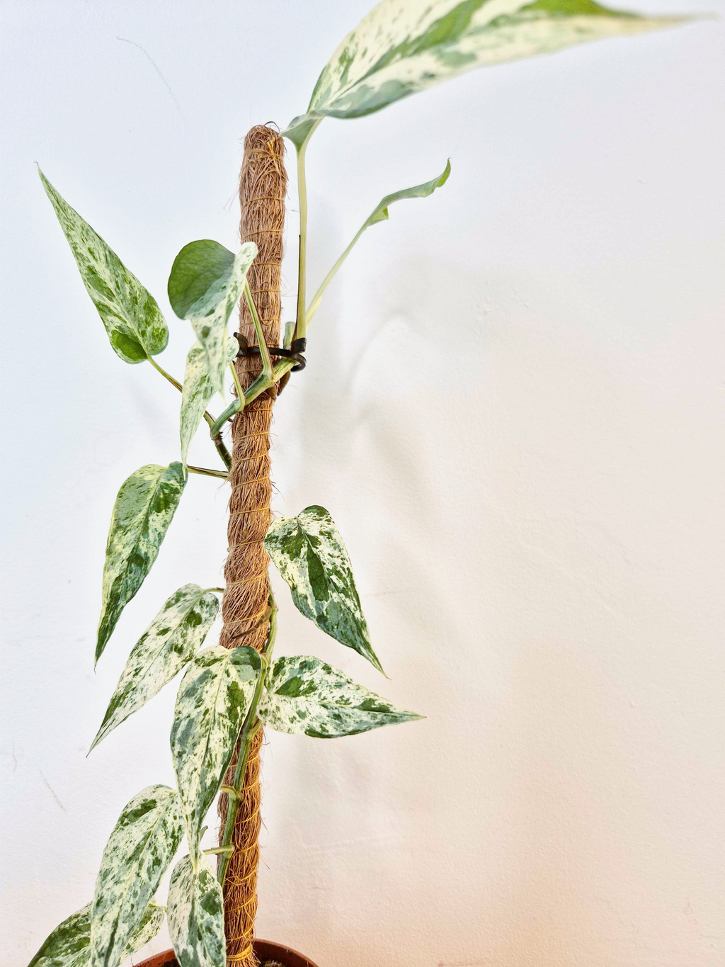 Epipremnum 'Cebu Blue' Variegata -Grande Taille-