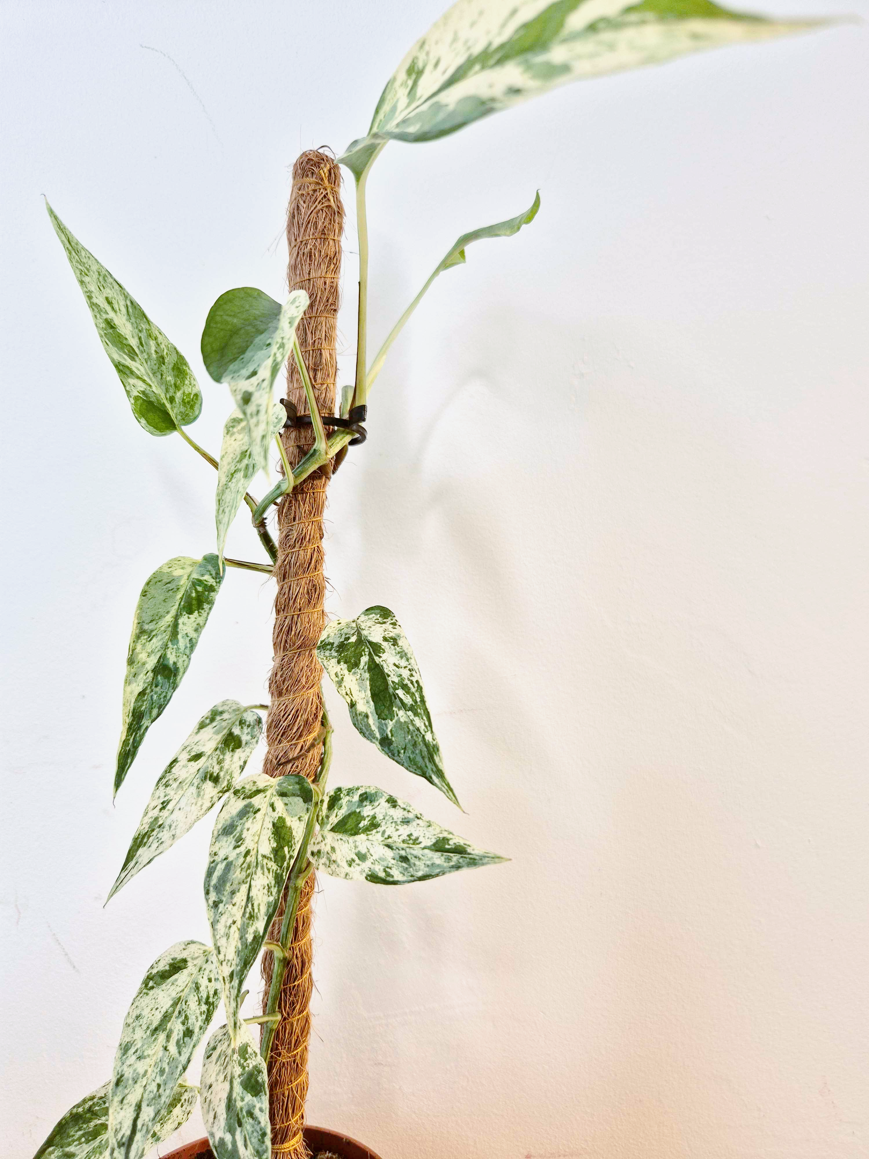 Epipremnum 'Cebu Blue' Variegata -Grande Taille-