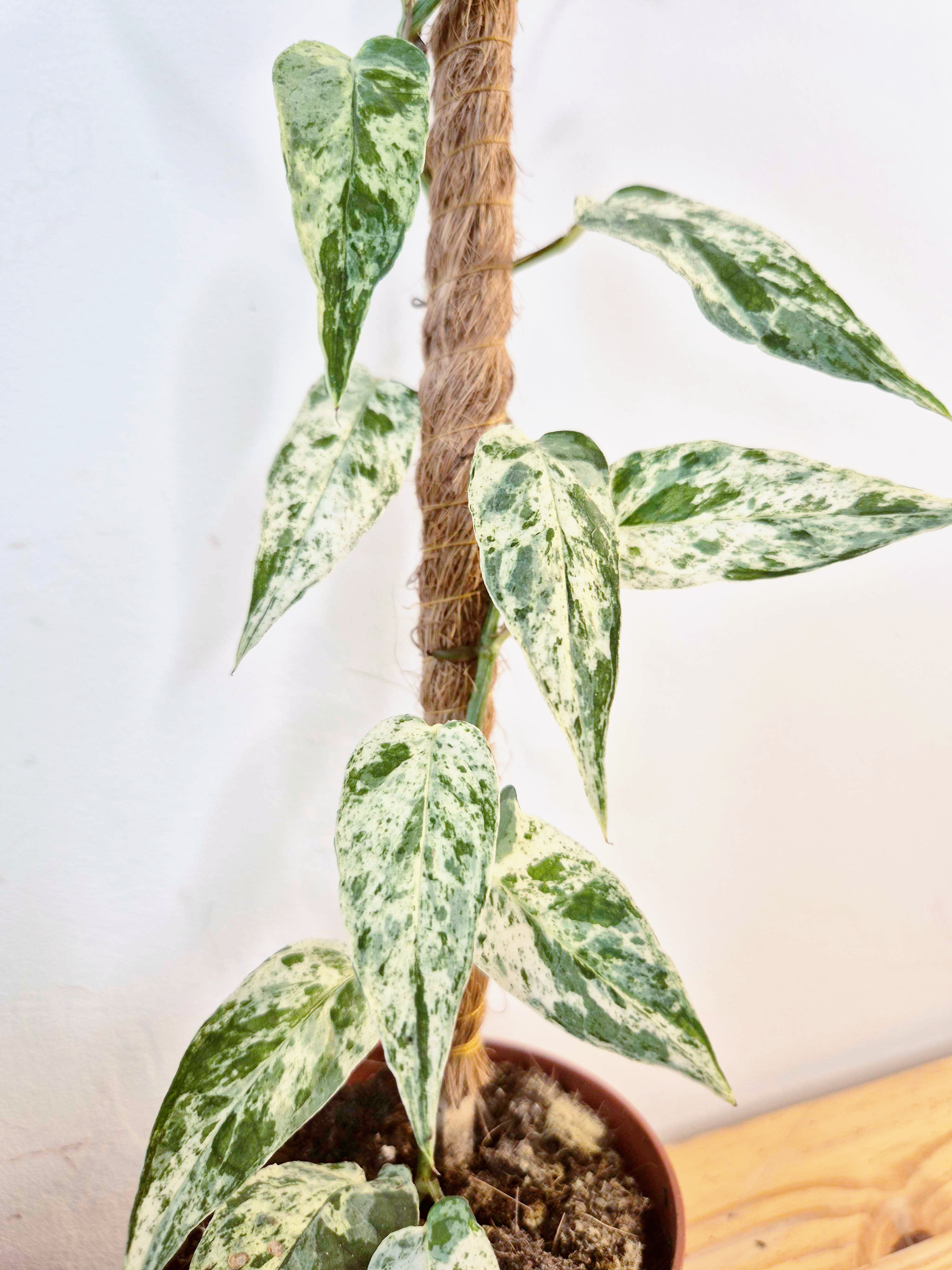 Epipremnum 'Cebu Blue' Variegata -Grande Taille-