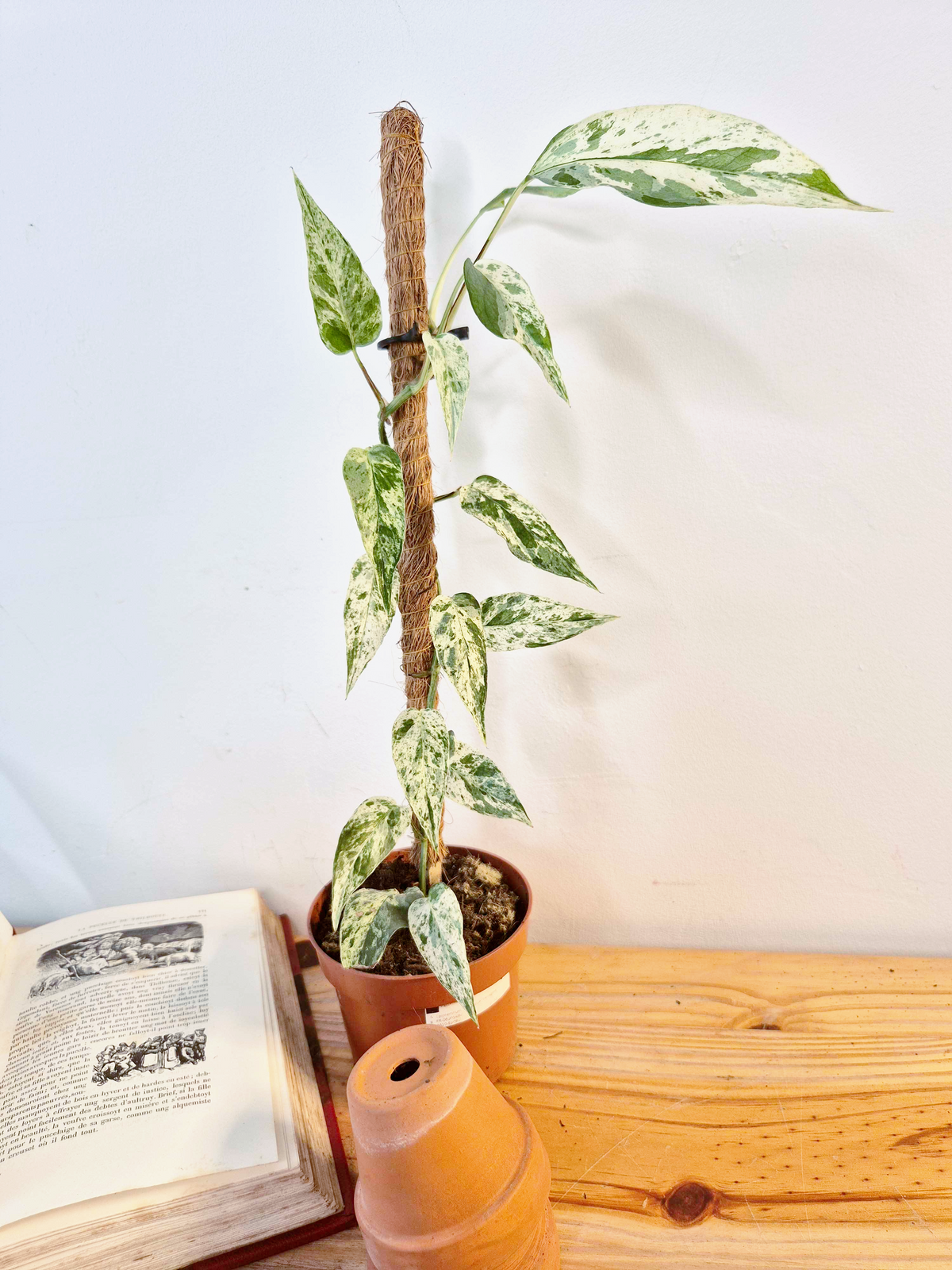 Epipremnum 'Cebu Blue' Variegata -Grande Taille-