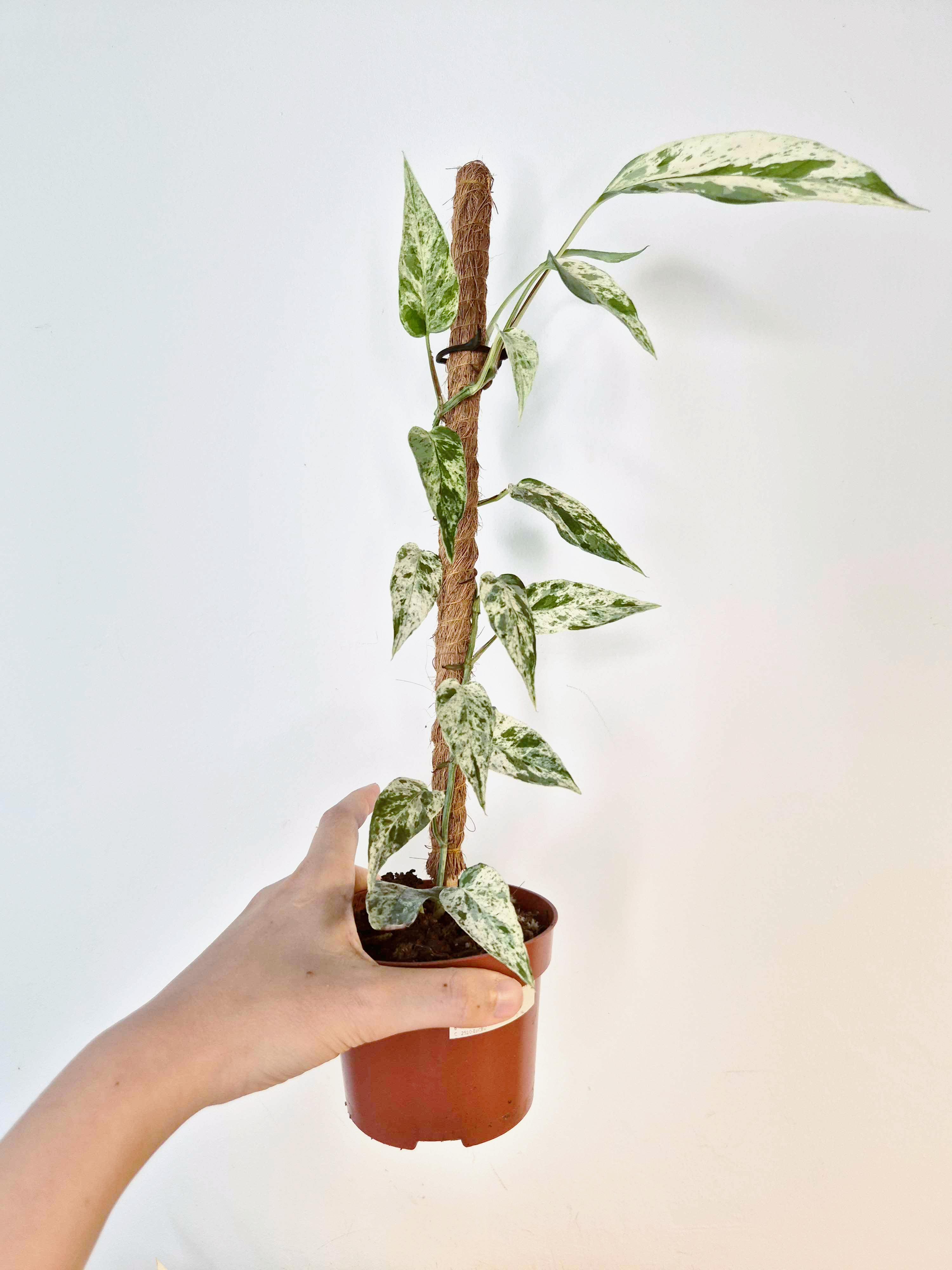 Epipremnum 'Cebu Blue' Variegata -Grande Taille-