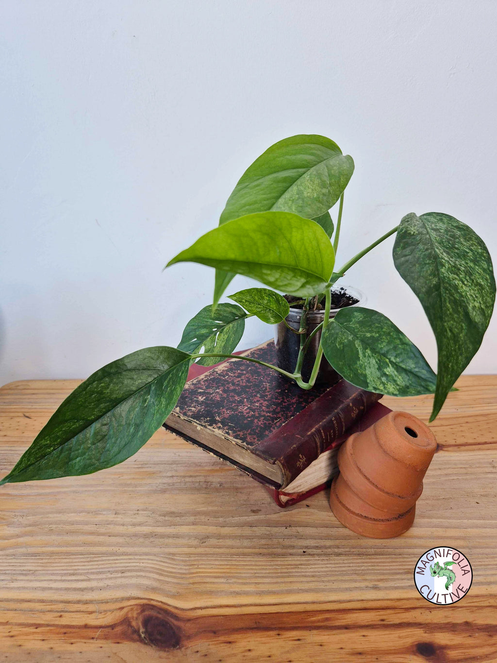 Epipremnum pinnatum Mint