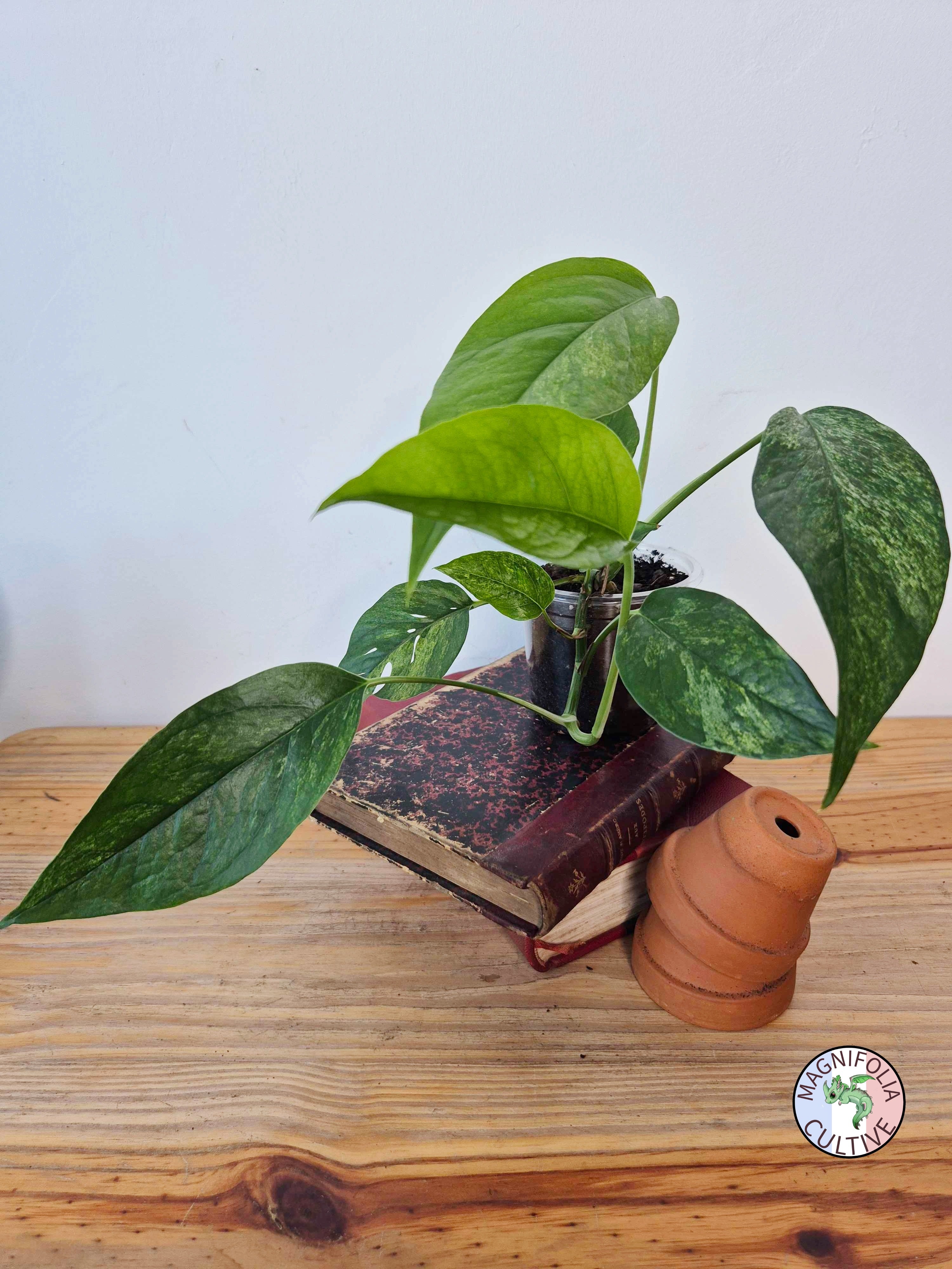 Epipremnum pinnatum Mint