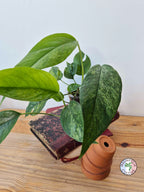Epipremnum pinnatum Mint