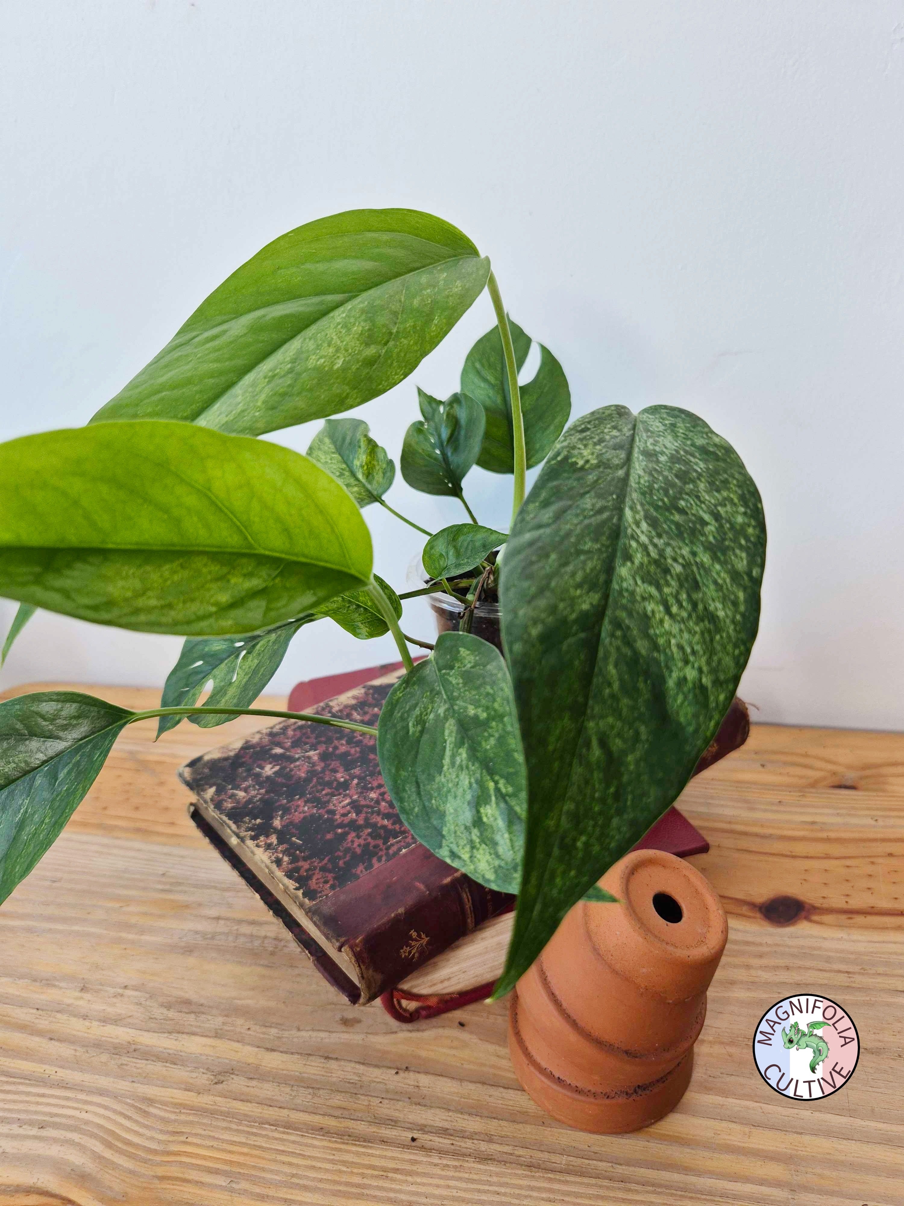 Epipremnum pinnatum Mint