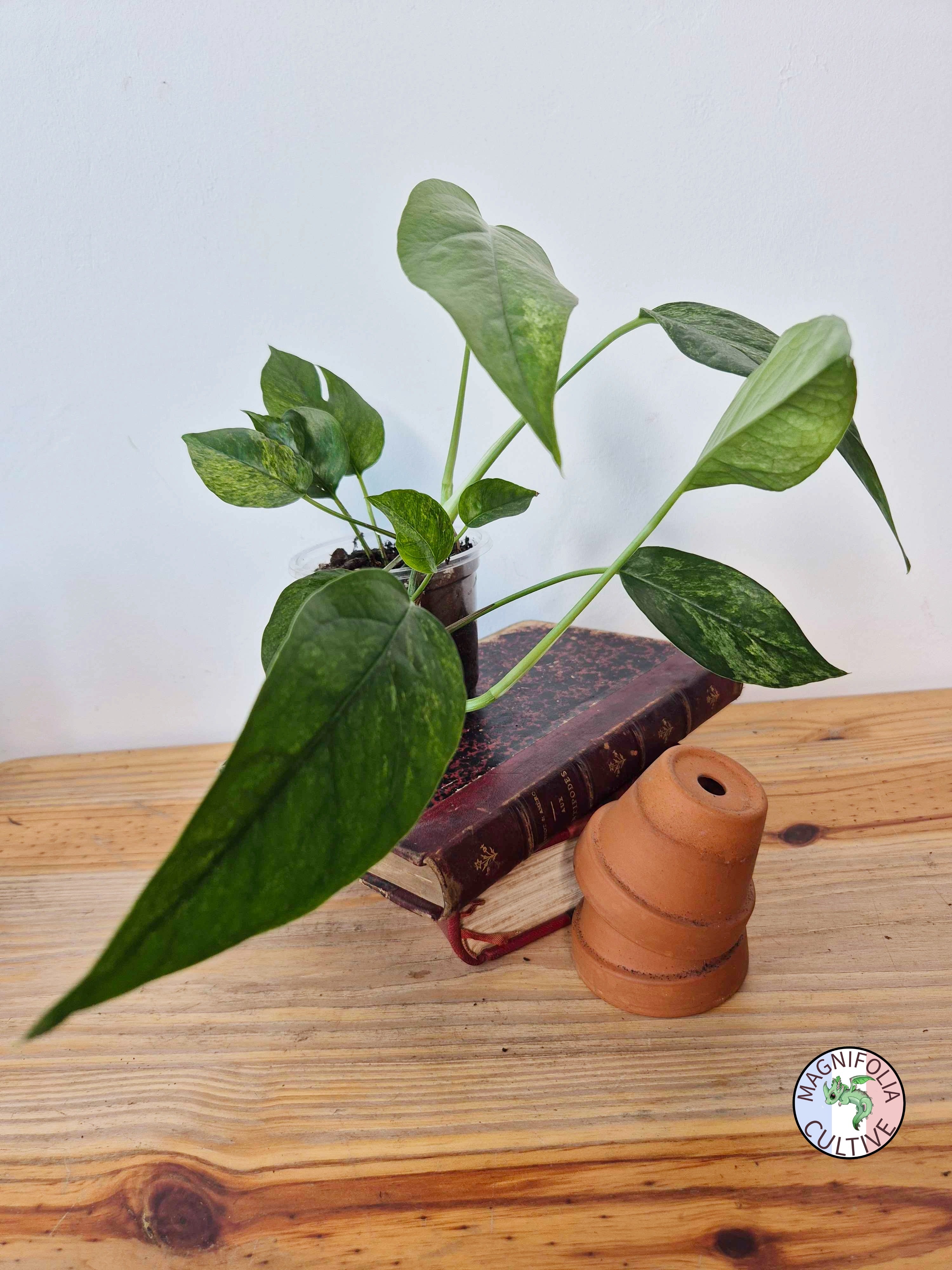 Epipremnum pinnatum Mint