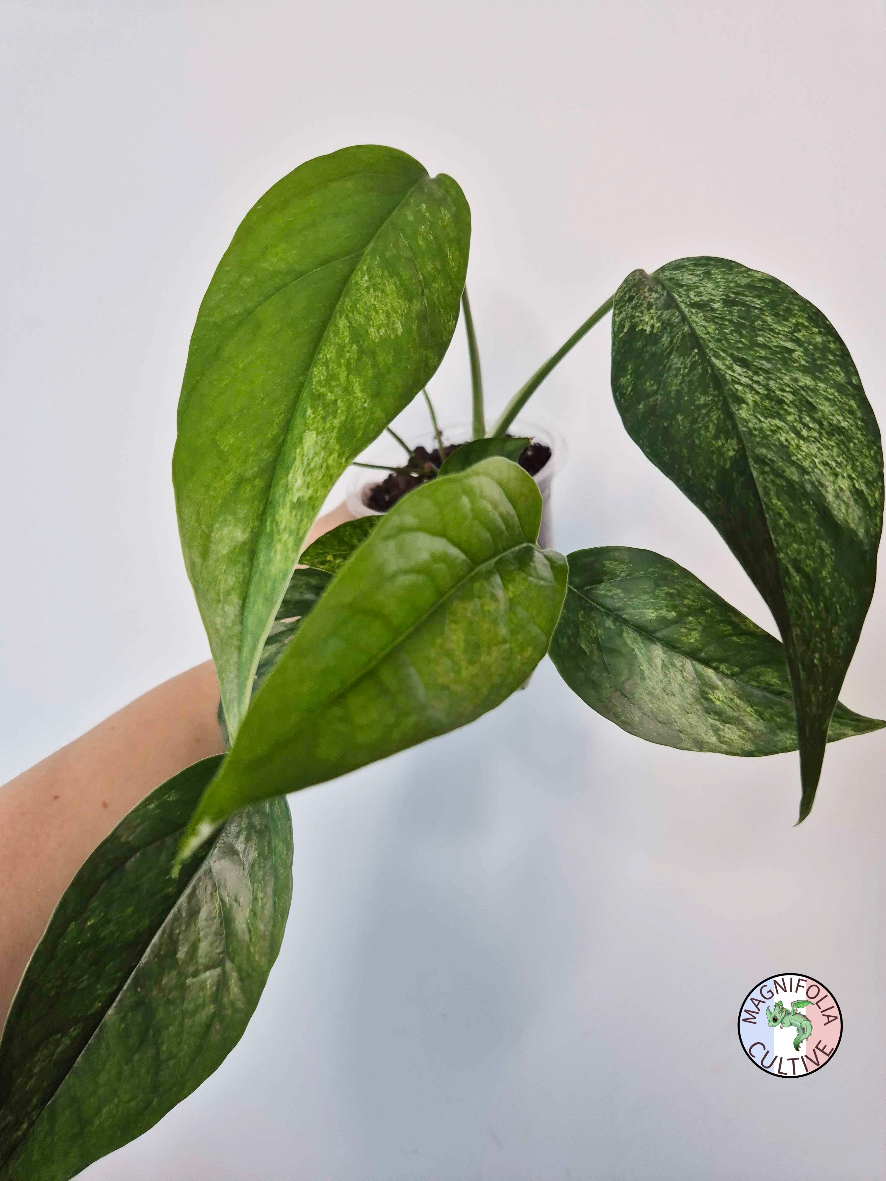 Epipremnum pinnatum Mint