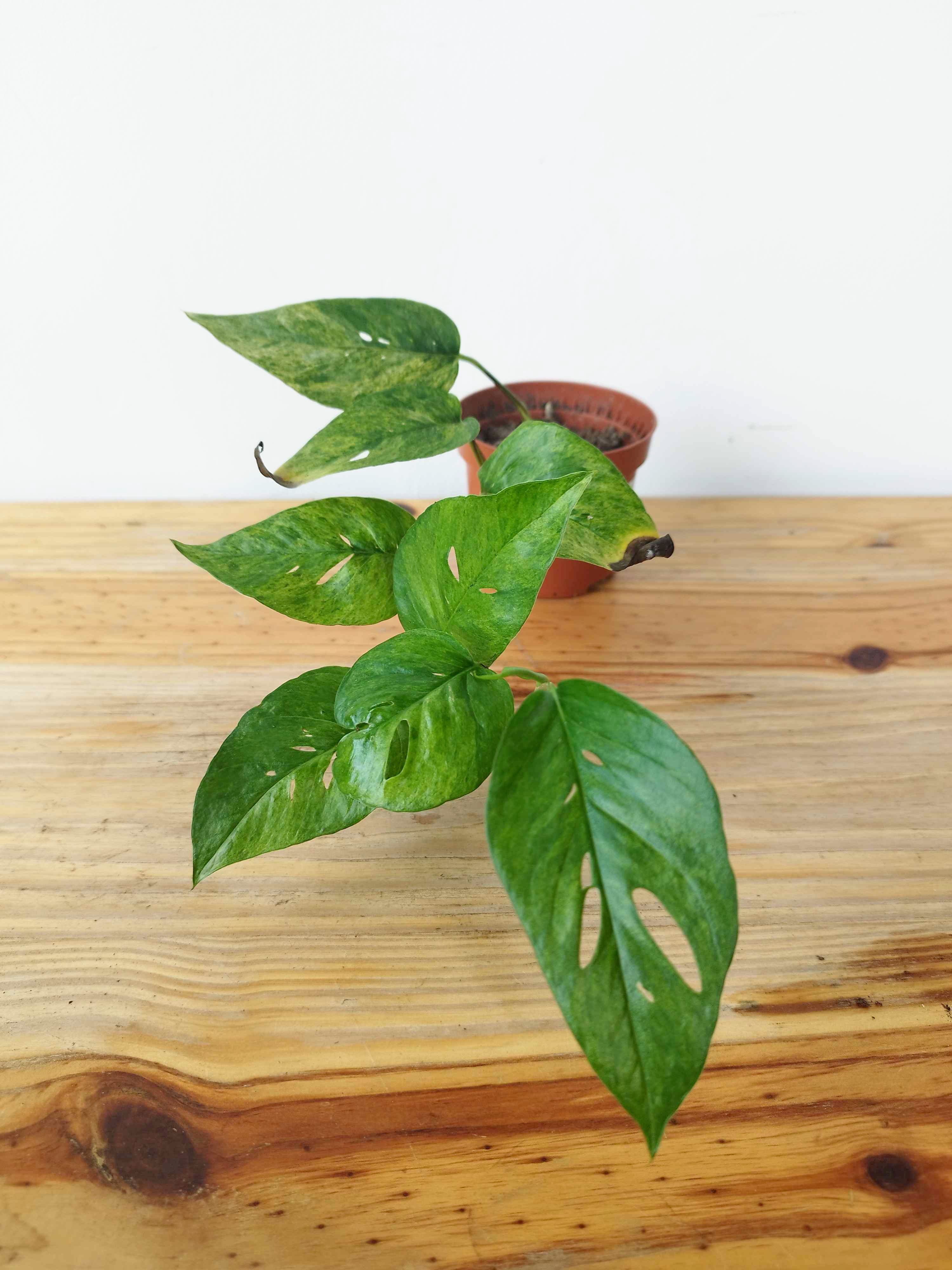 Epipremnum pinnatum MINT - IMPARFAITE