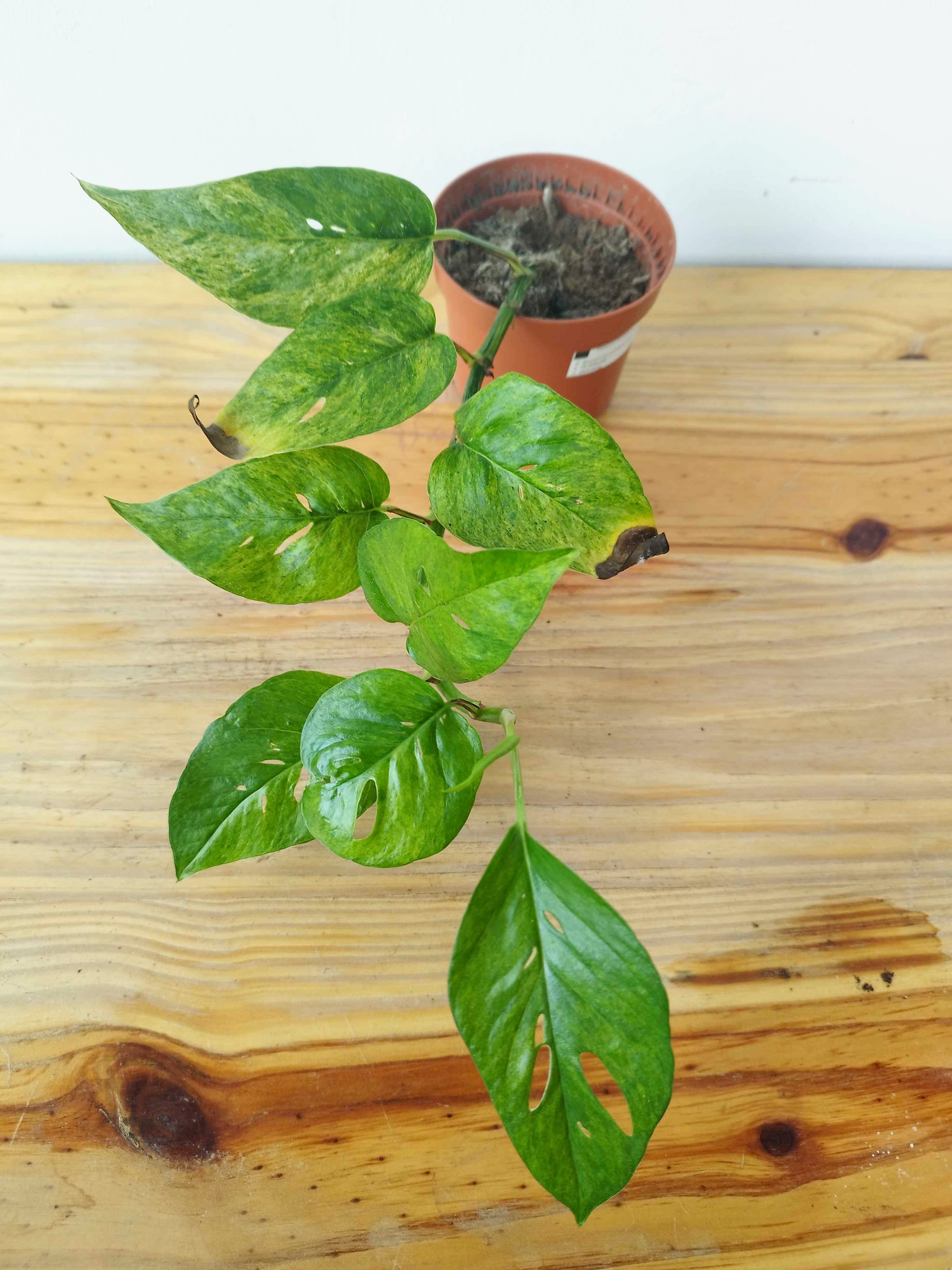 Epipremnum pinnatum MINT - IMPARFAITE