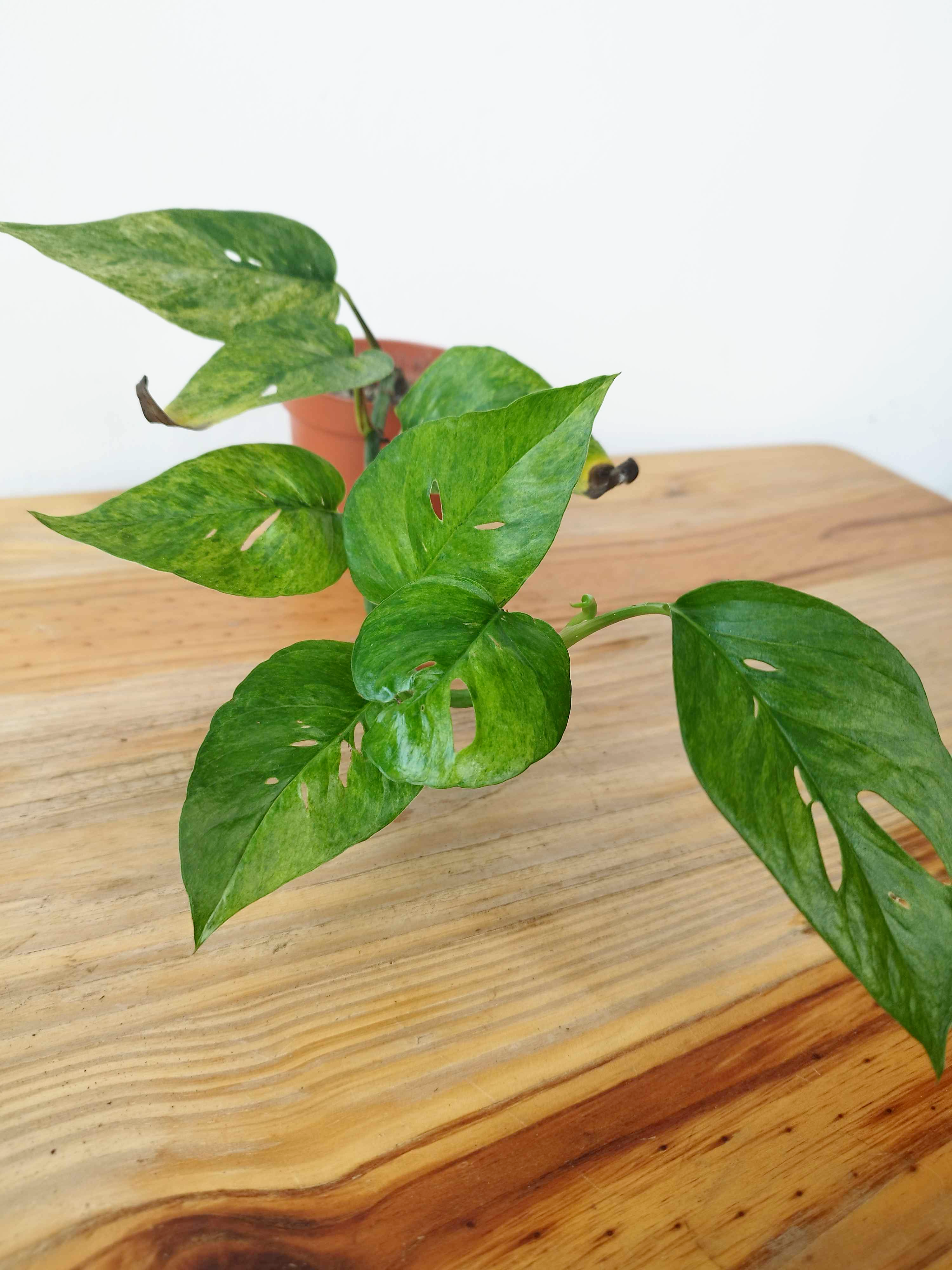 Epipremnum pinnatum MINT - IMPARFAITE