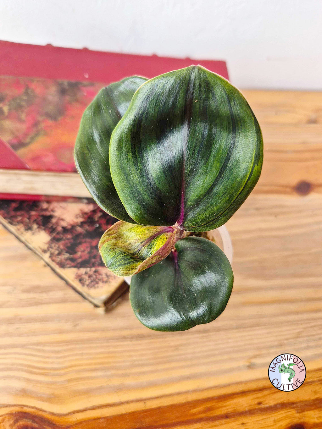 Geogenanthus ciliatus 'Aura Flame'