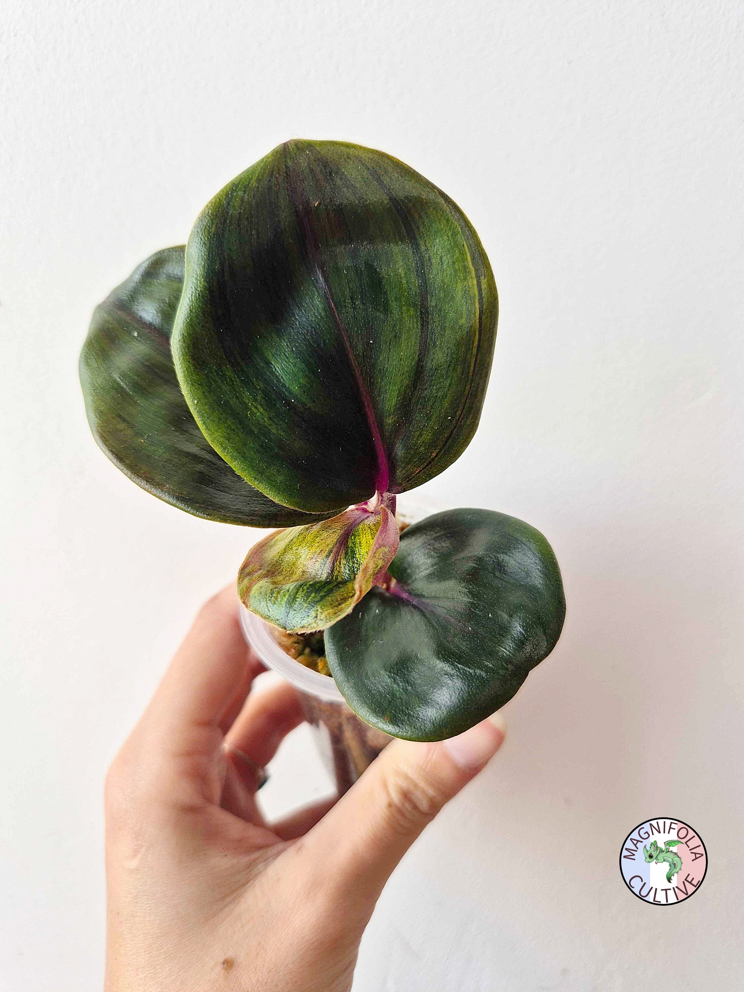 Geogenanthus ciliatus 'Aura Flame'