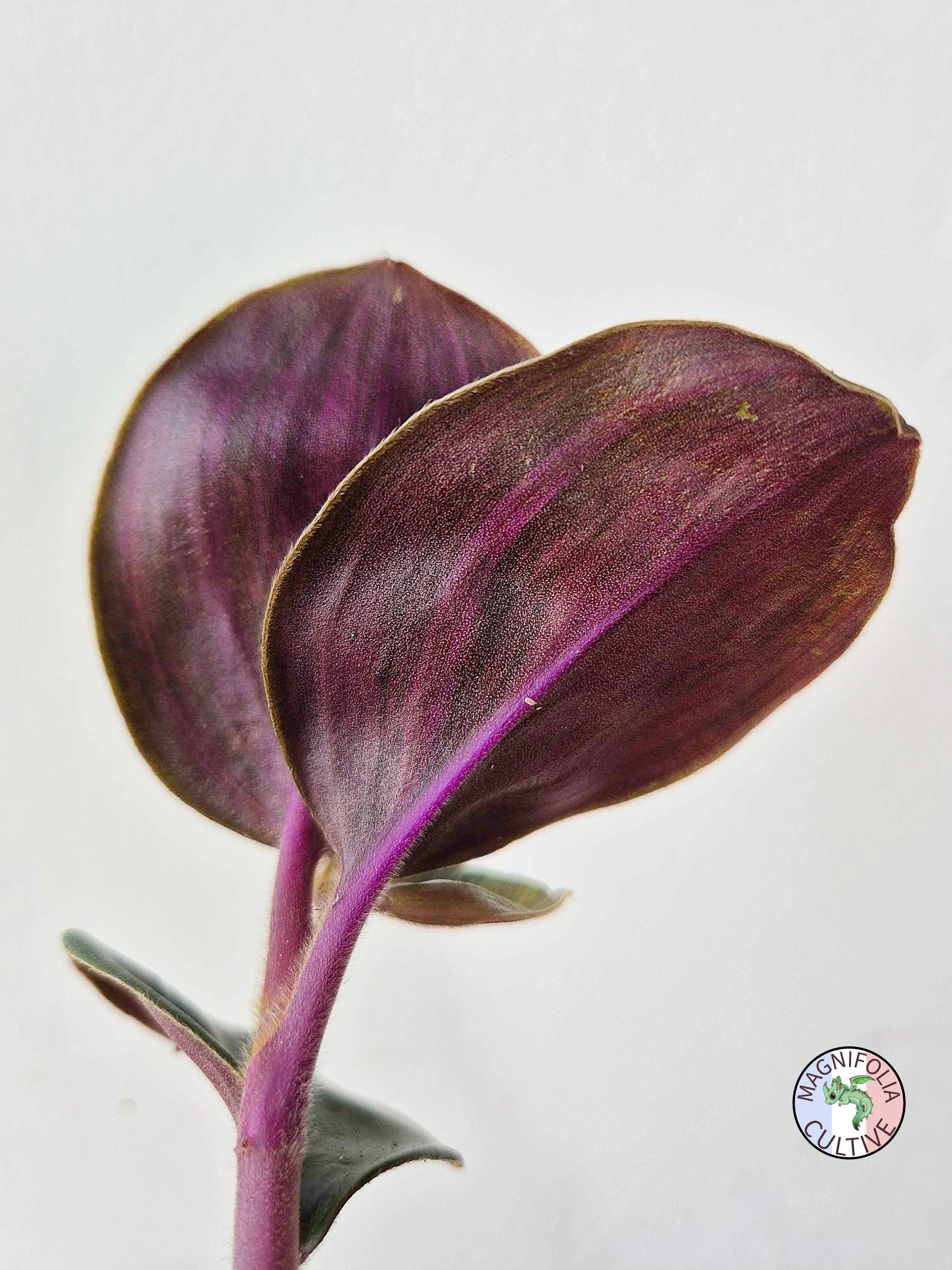 Geogenanthus ciliatus 'Aura Flame'