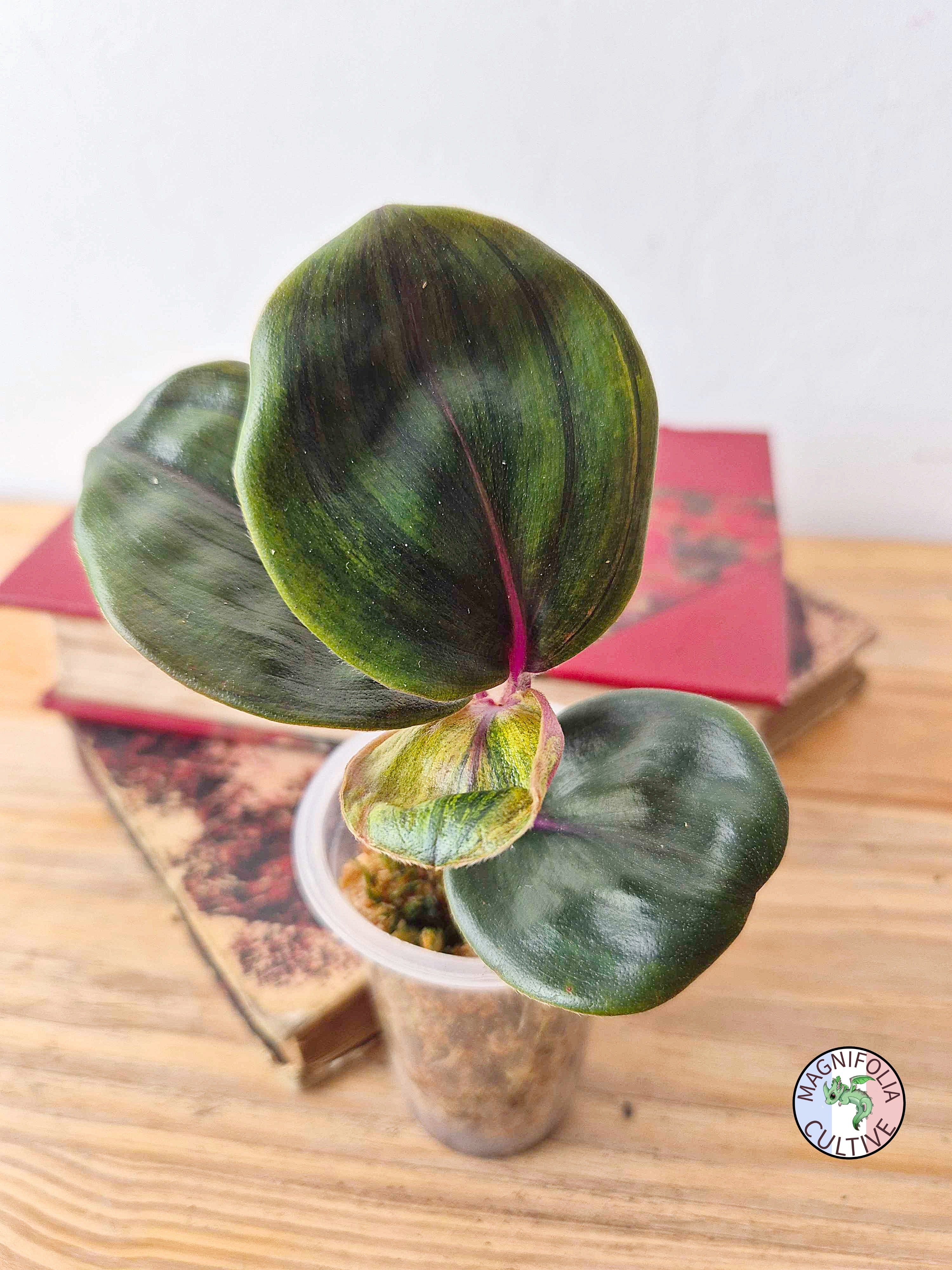 Geogenanthus ciliatus 'Aura Flame'