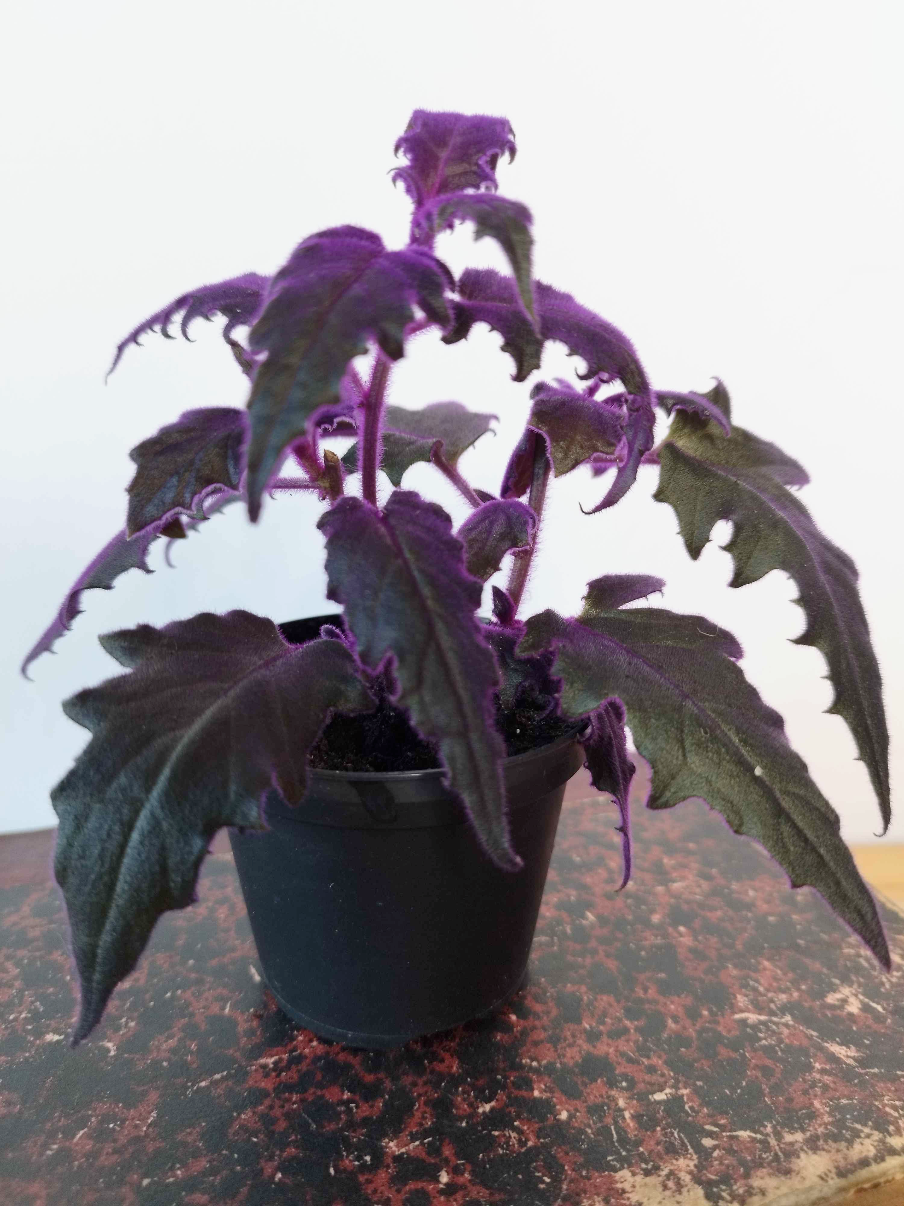 Gynura aurantiaca