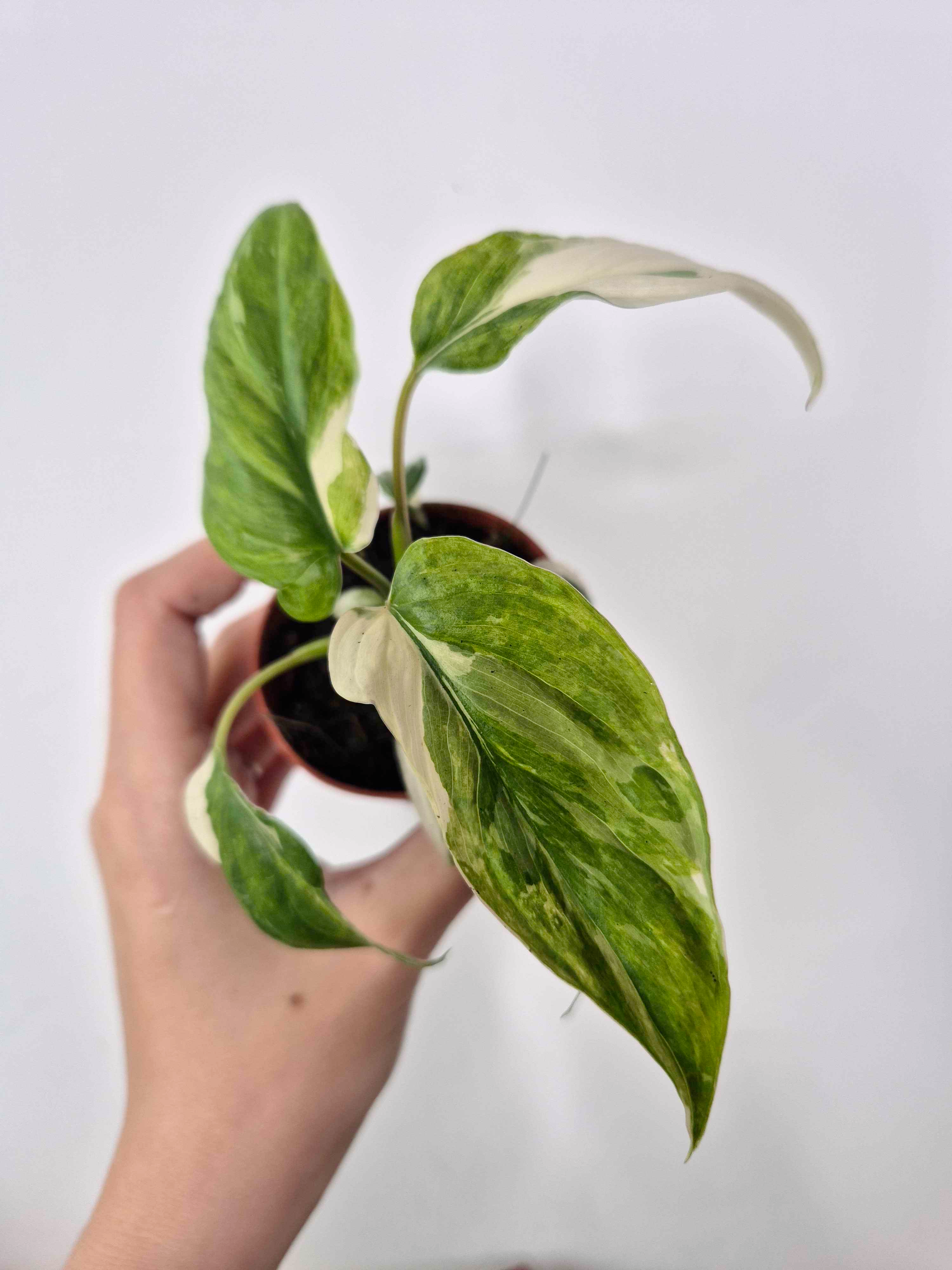 Homalomena rubescens 'Variegata'