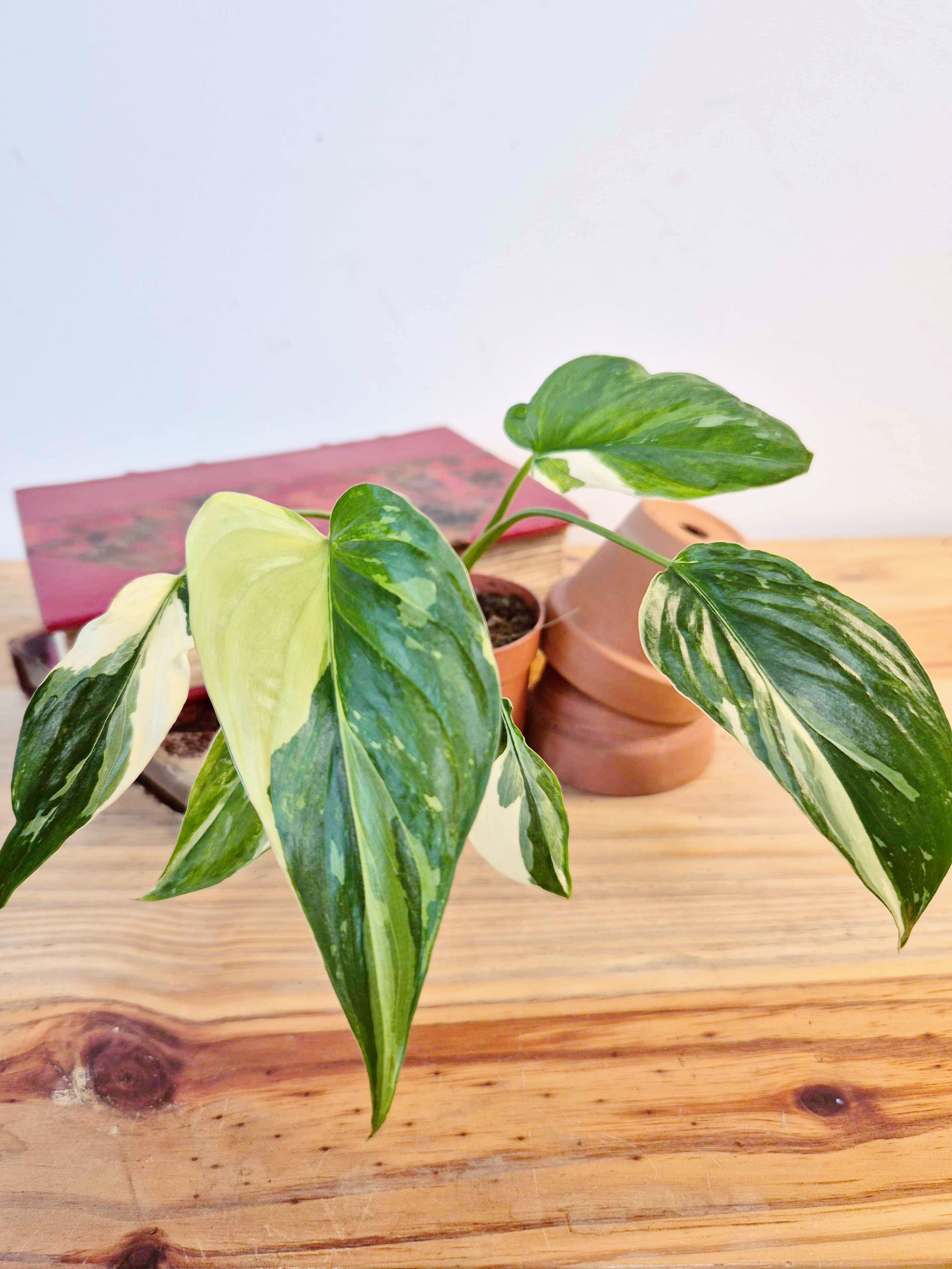 Homalomena rubescens 'Variegata'