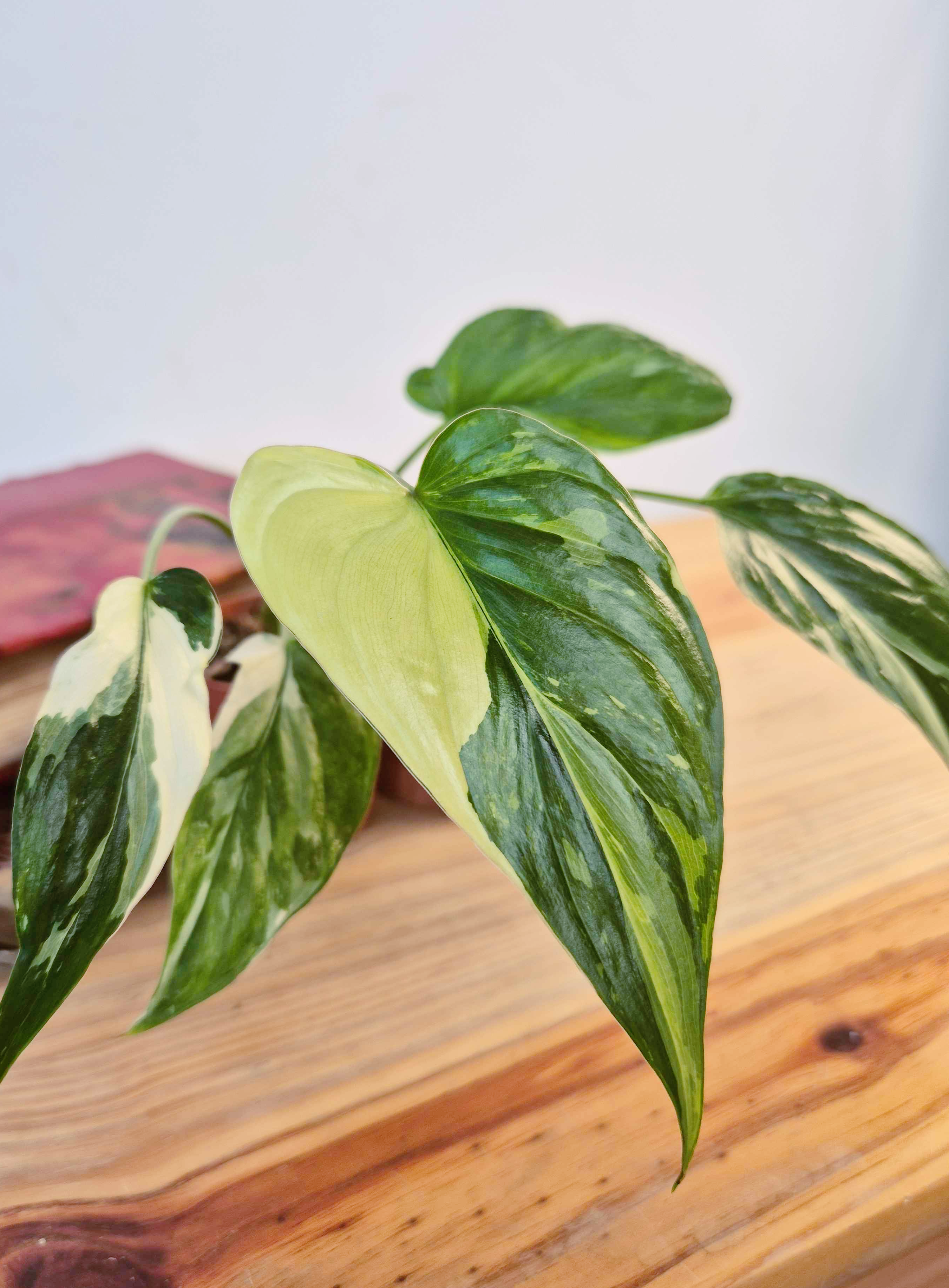 Homalomena rubescens 'Variegata'
