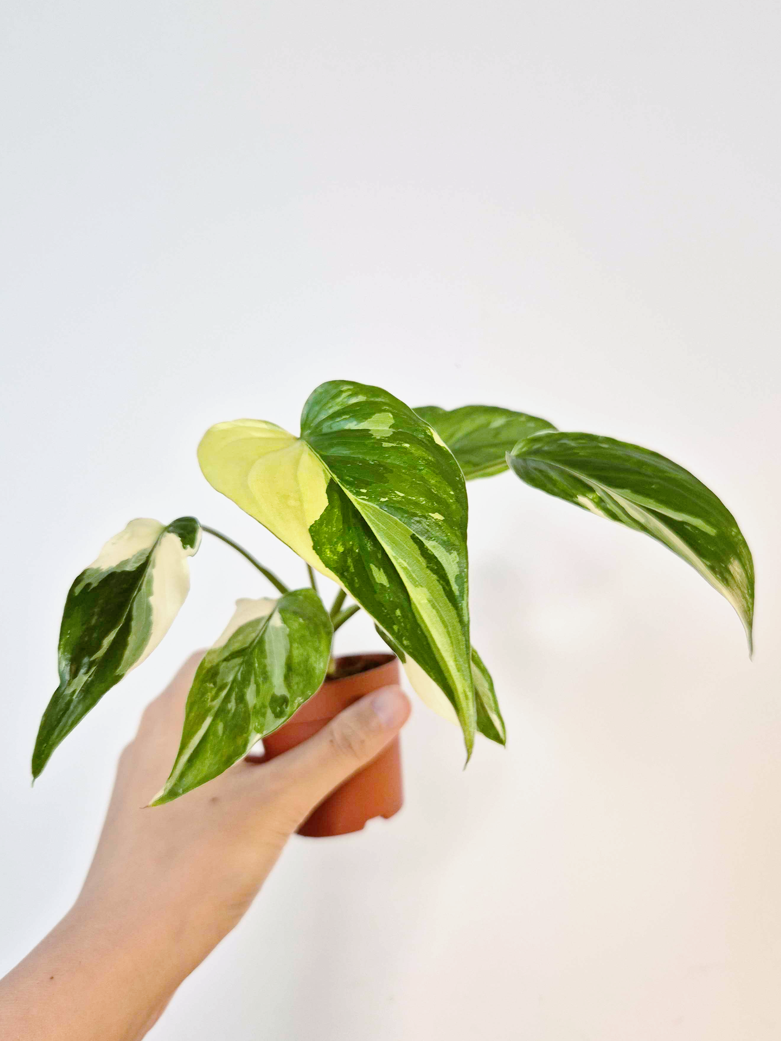 Homalomena rubescens 'Variegata'