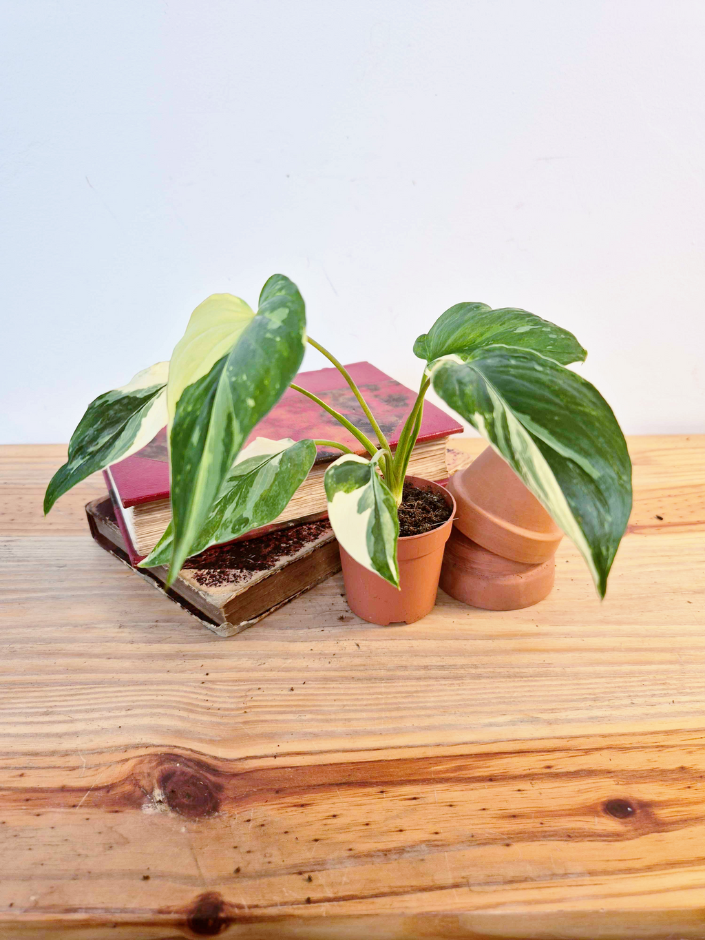 Homalomena rubescens 'Variegata'