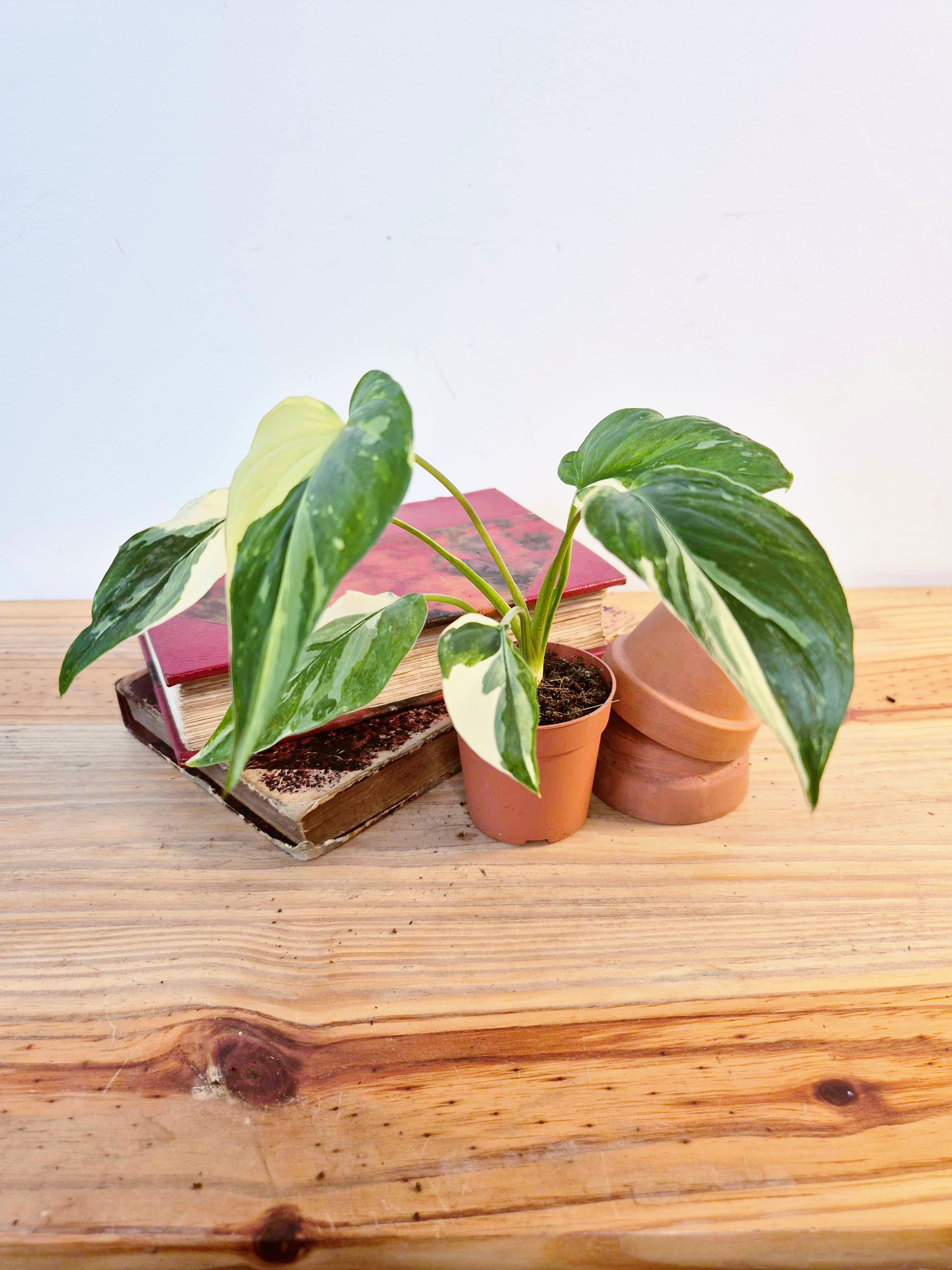 Homalomena rubescens 'Variegata'