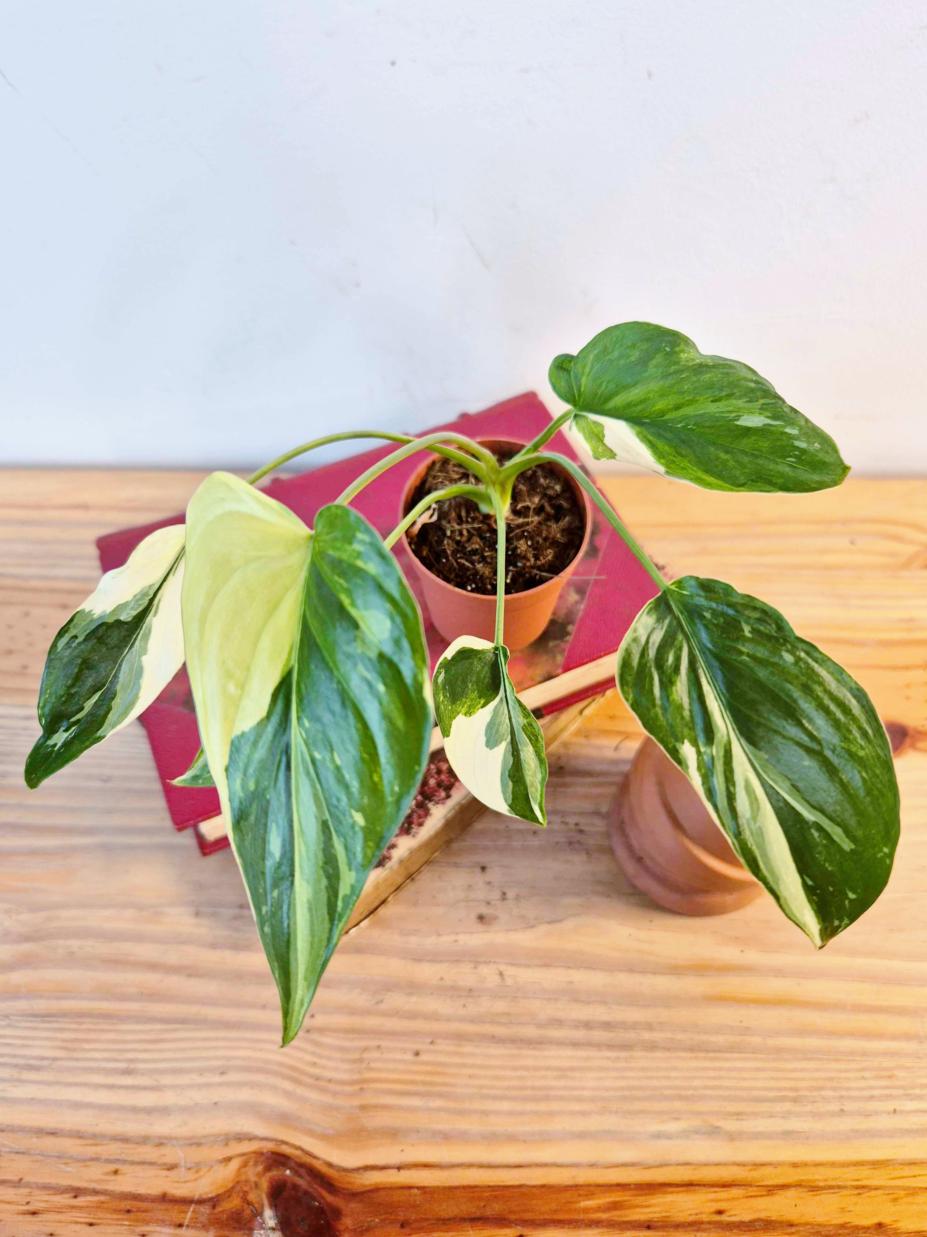 Homalomena rubescens 'Variegata'