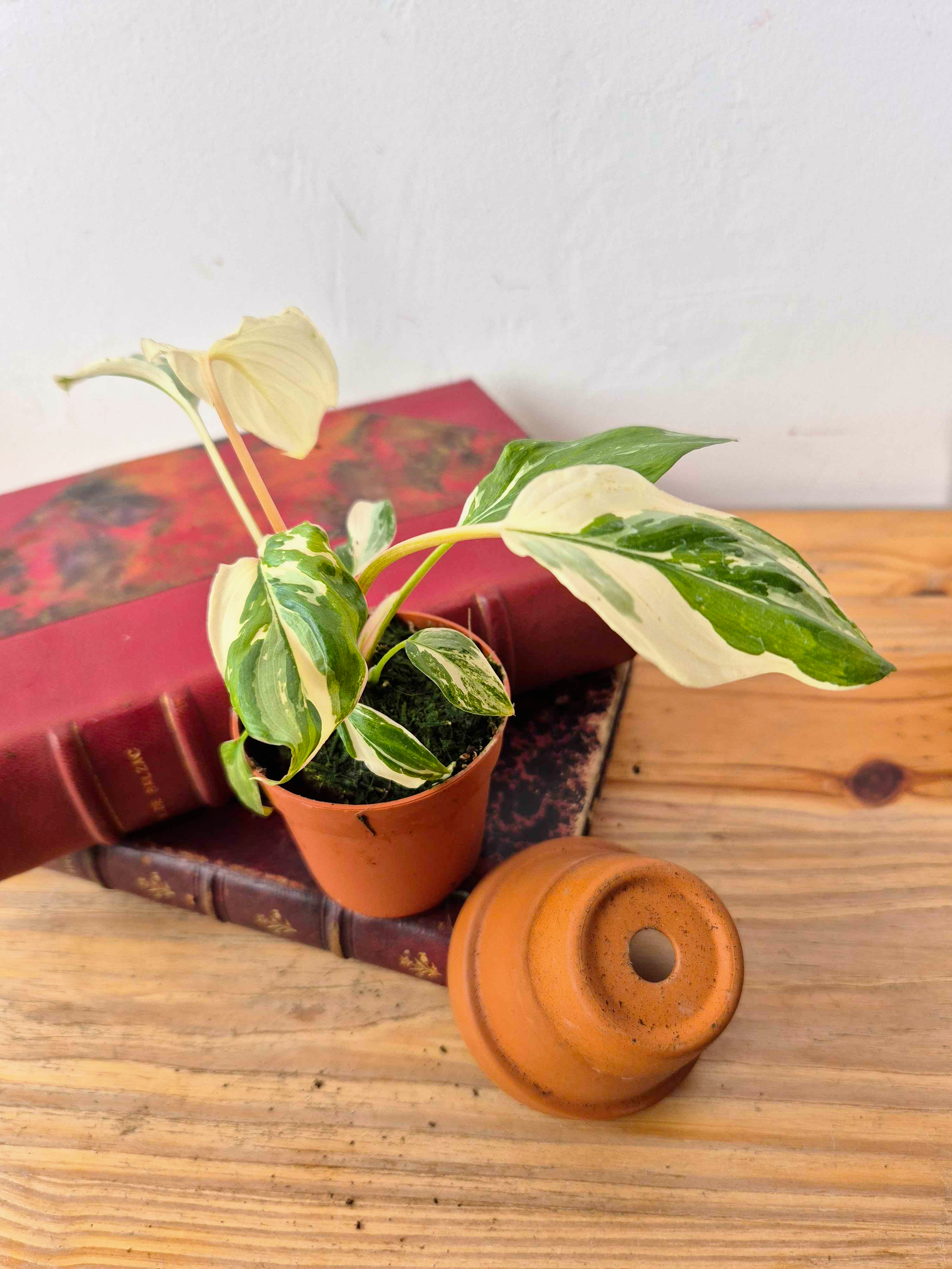Homalomena rubescens 'Variegata'