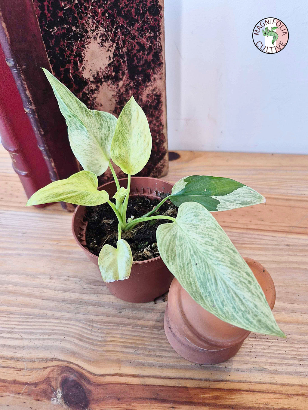Homalomena sulcata 'Cream Frost'