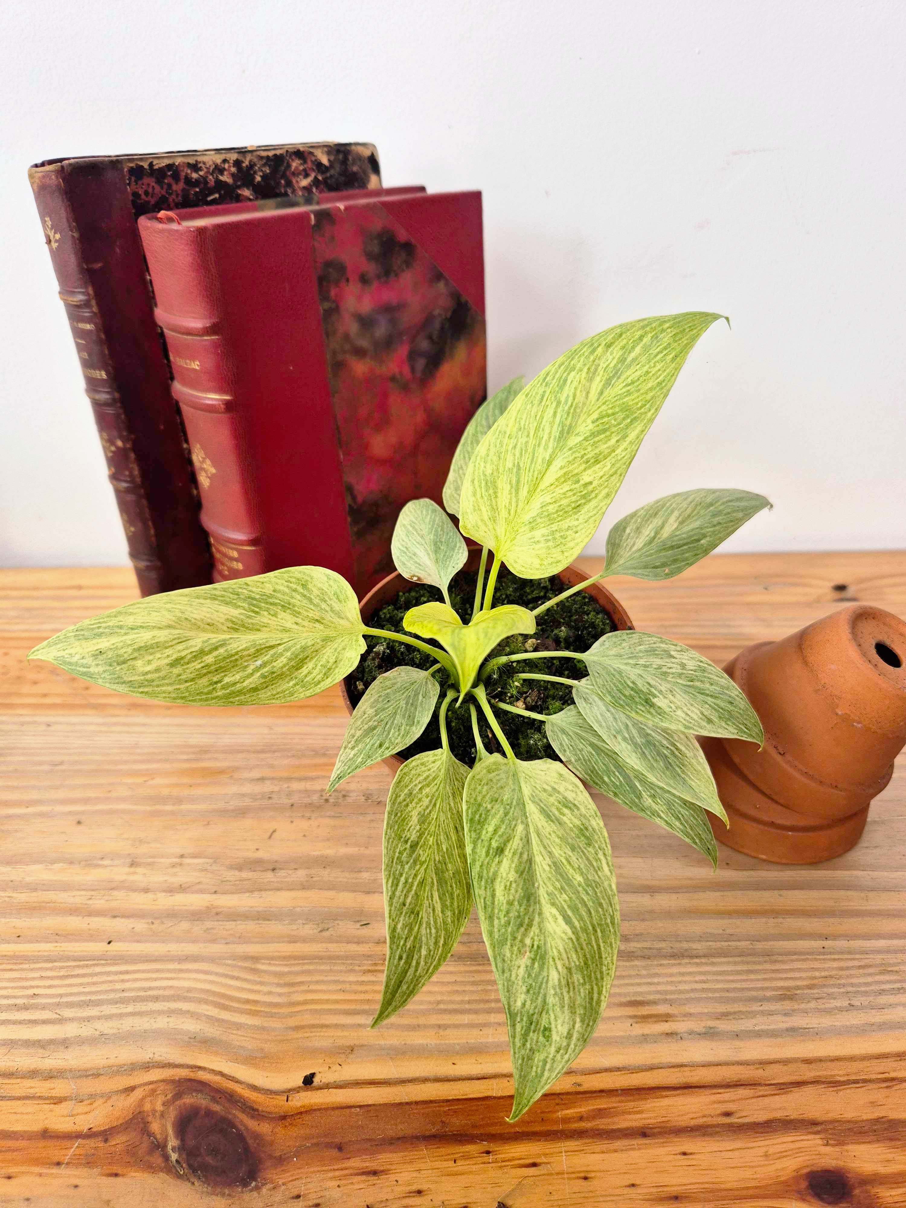 Homalomena sulcata 'Cream Frost'
