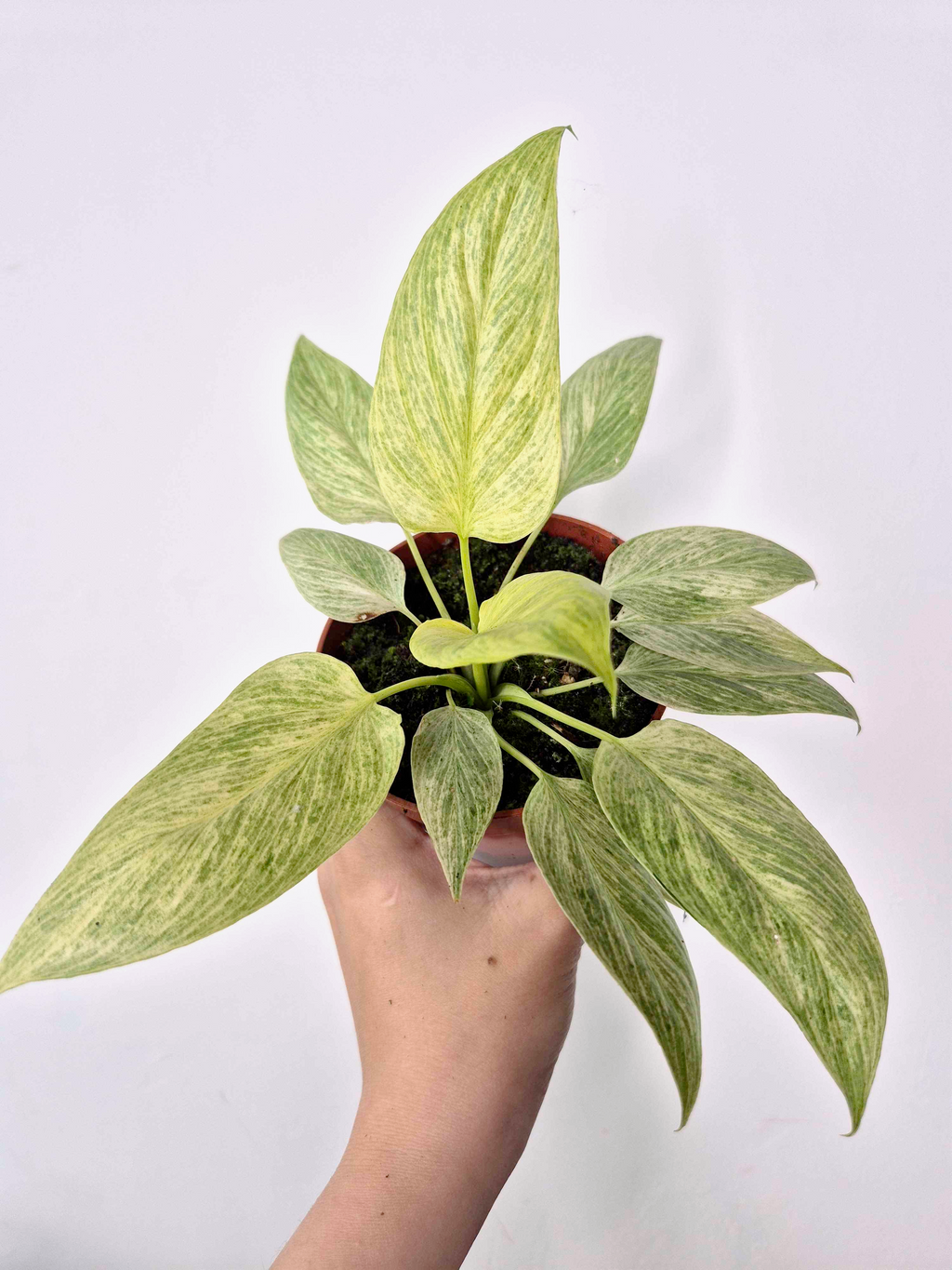 Homalomena sulcata 'Cream Frost'