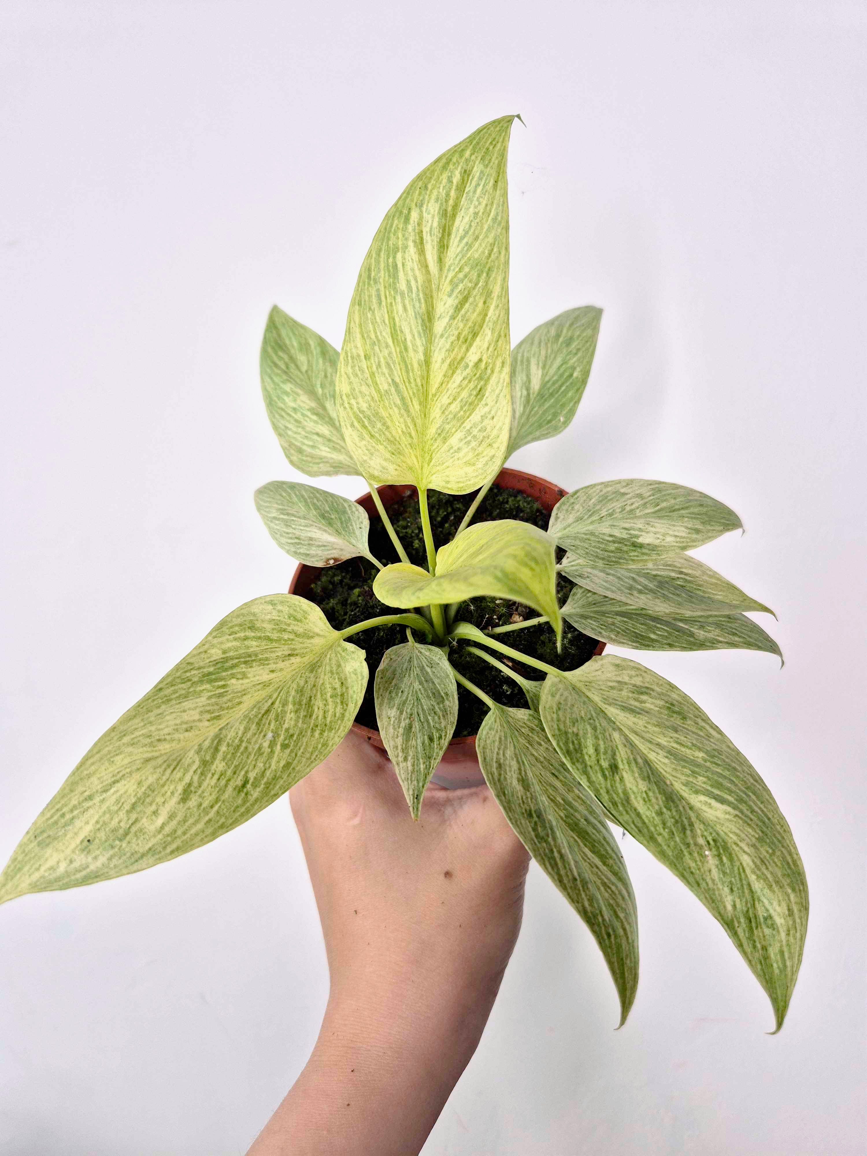 Homalomena sulcata 'Cream Frost'