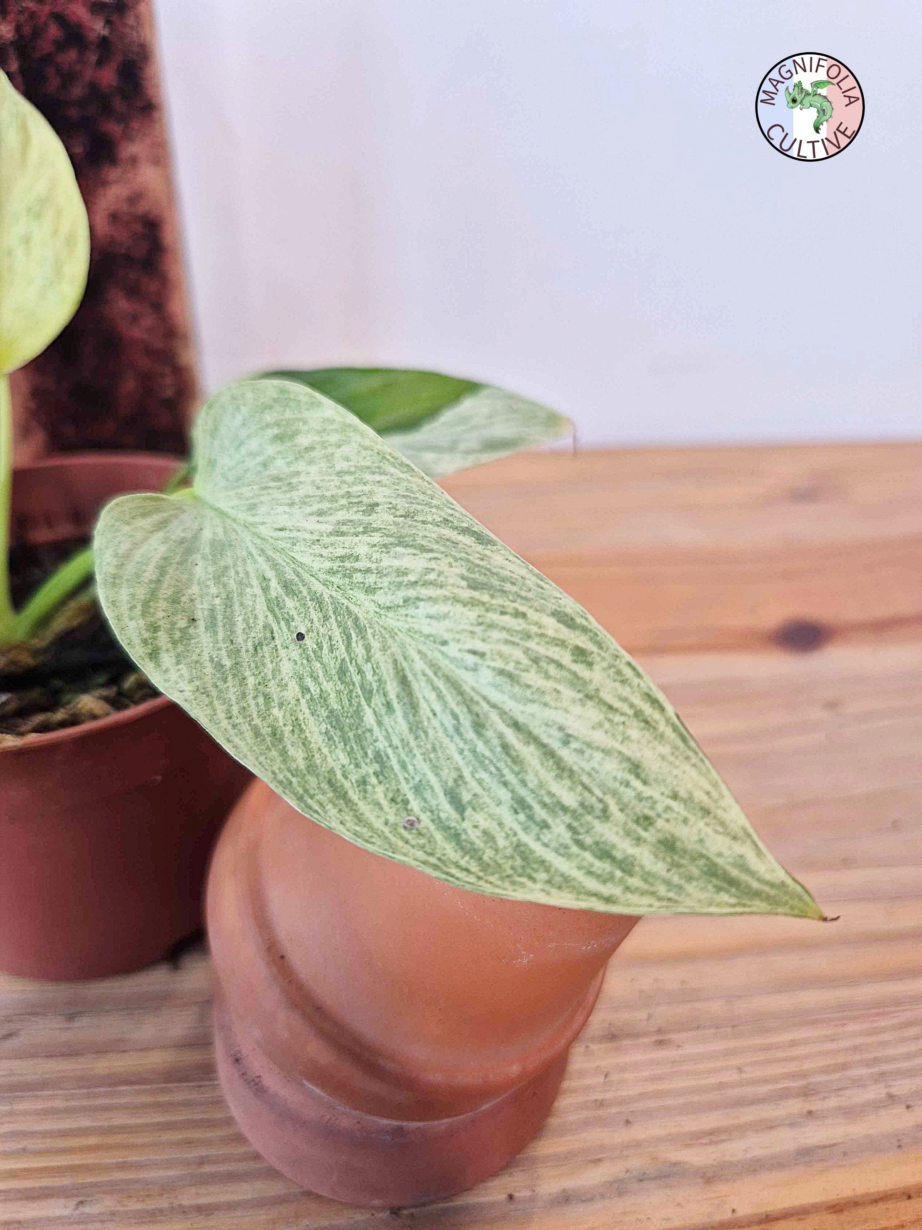 Homalomena sulcata 'Cream Frost'