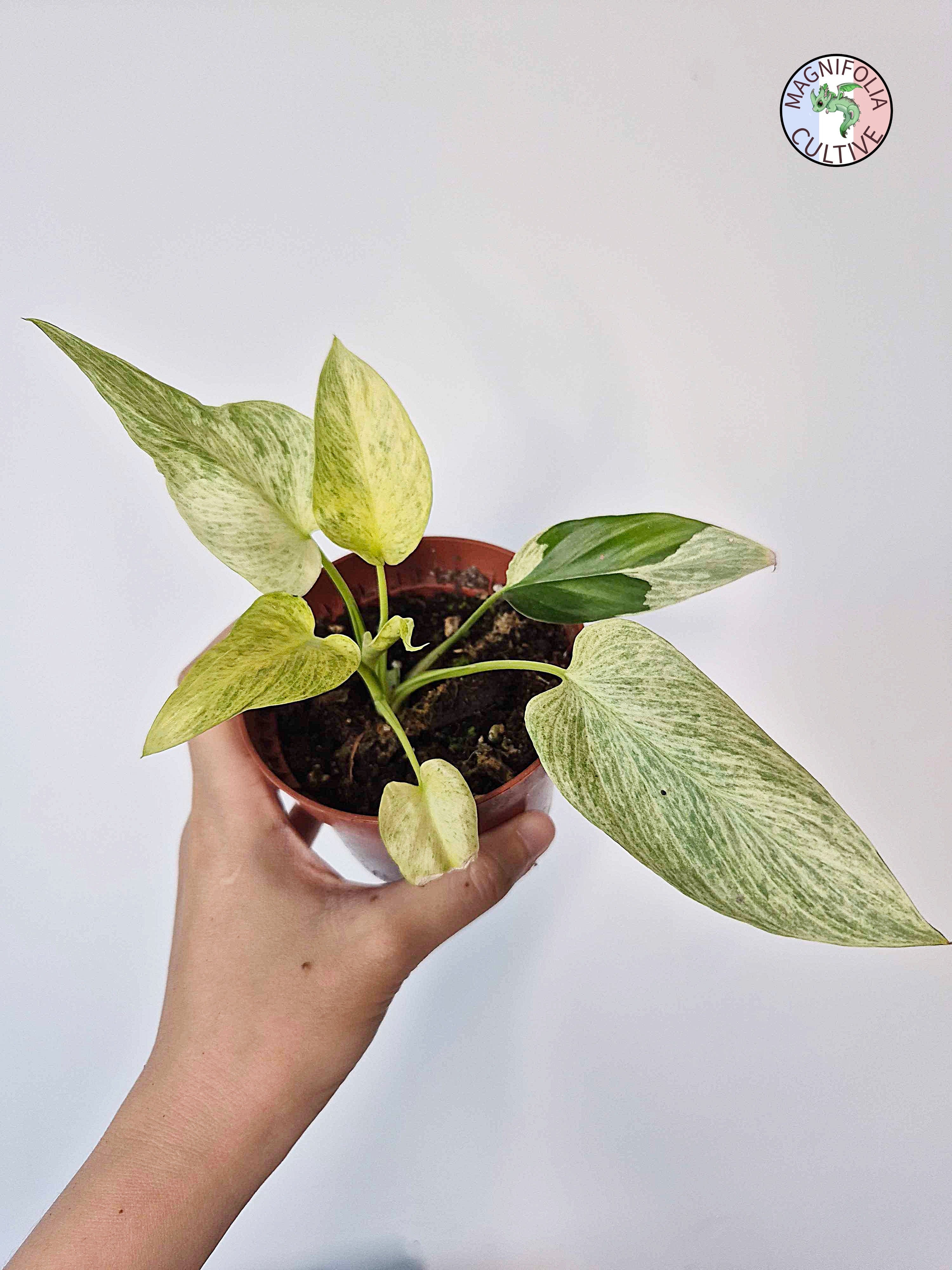 Homalomena sulcata 'Cream Frost'