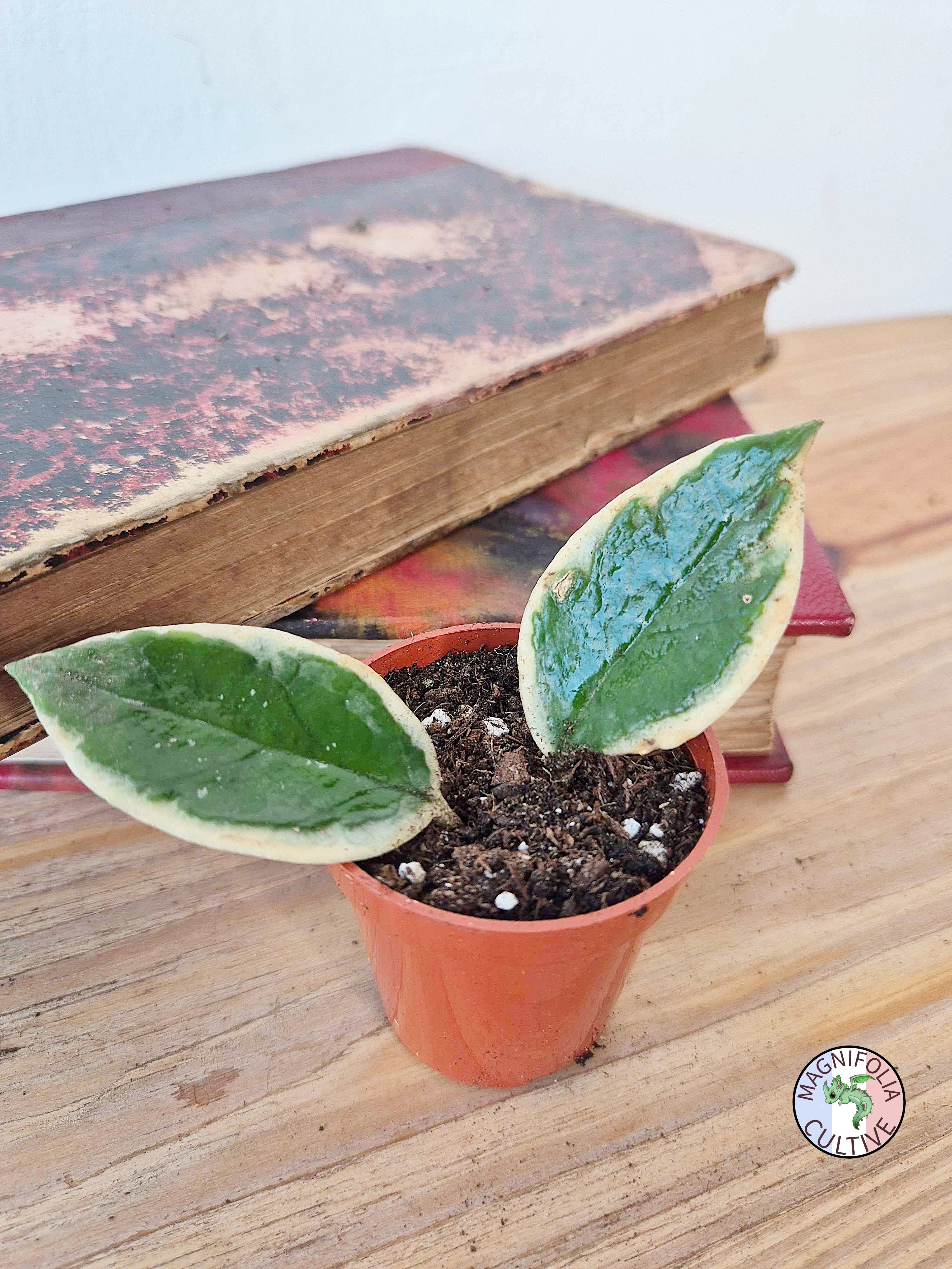 Hoya carnosa Variegata