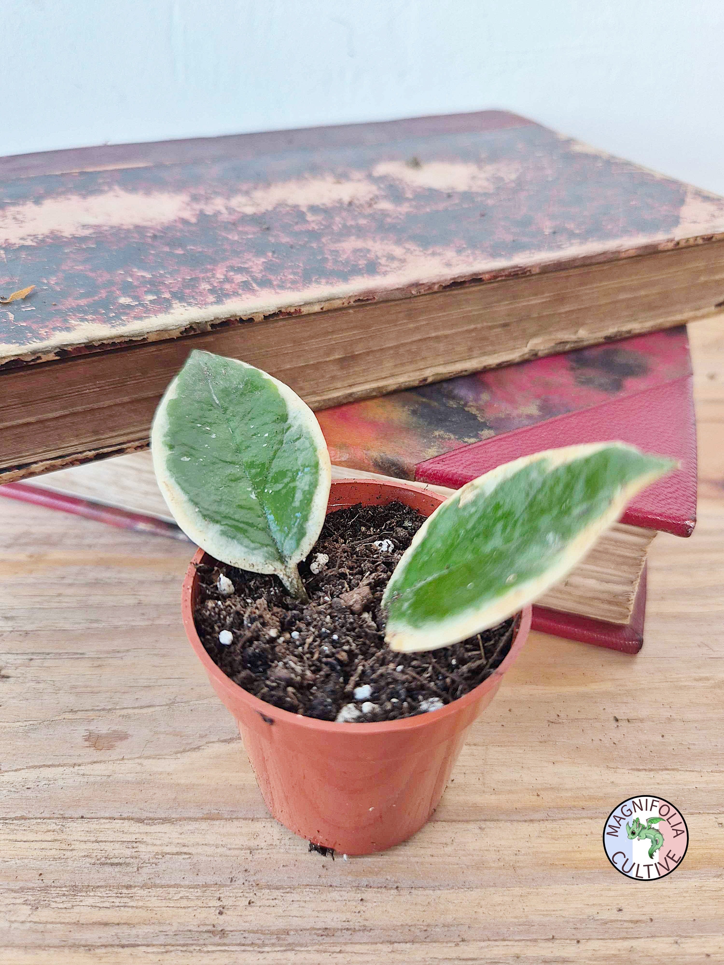 Hoya carnosa Variegata