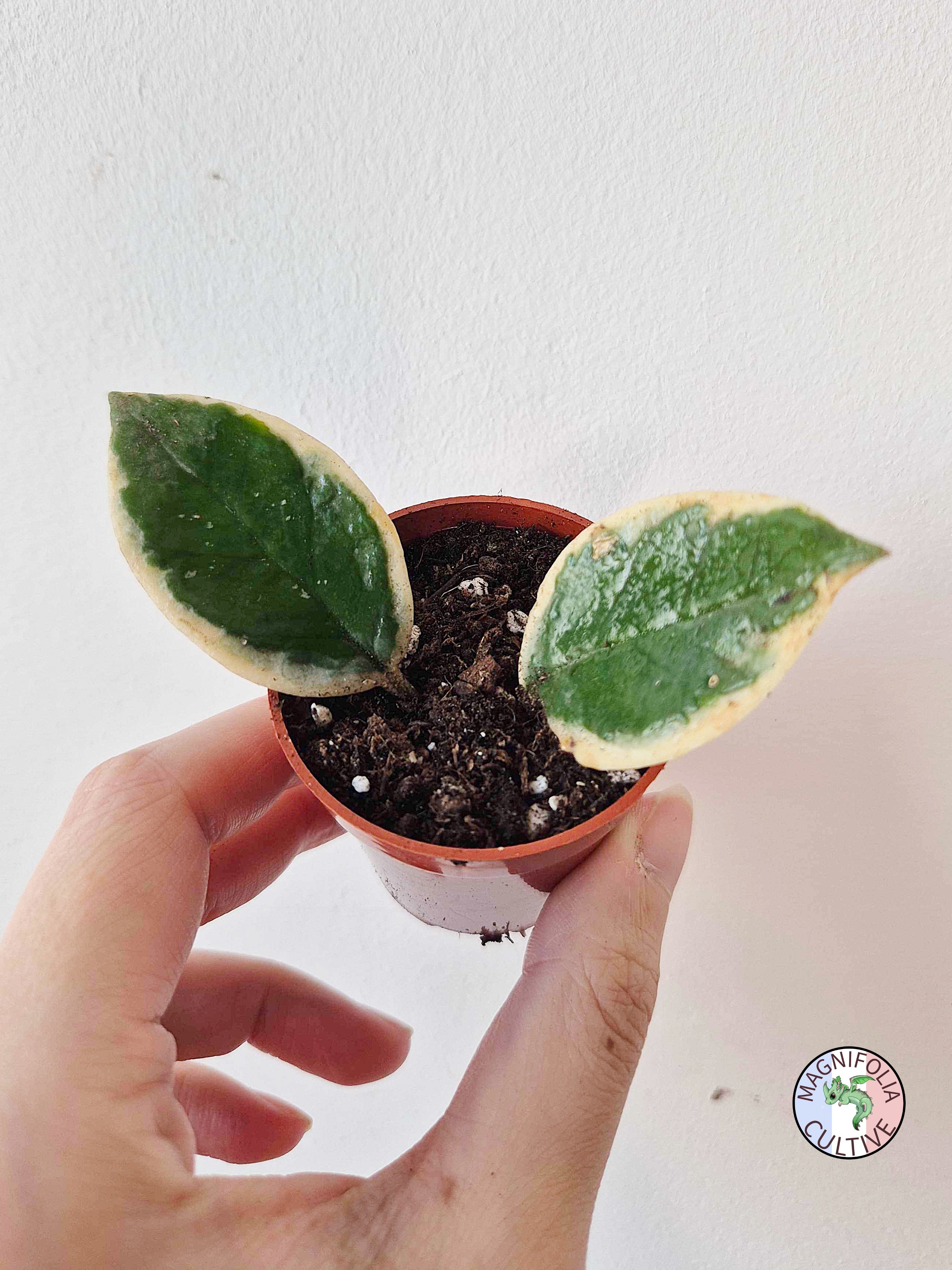 Hoya carnosa Variegata