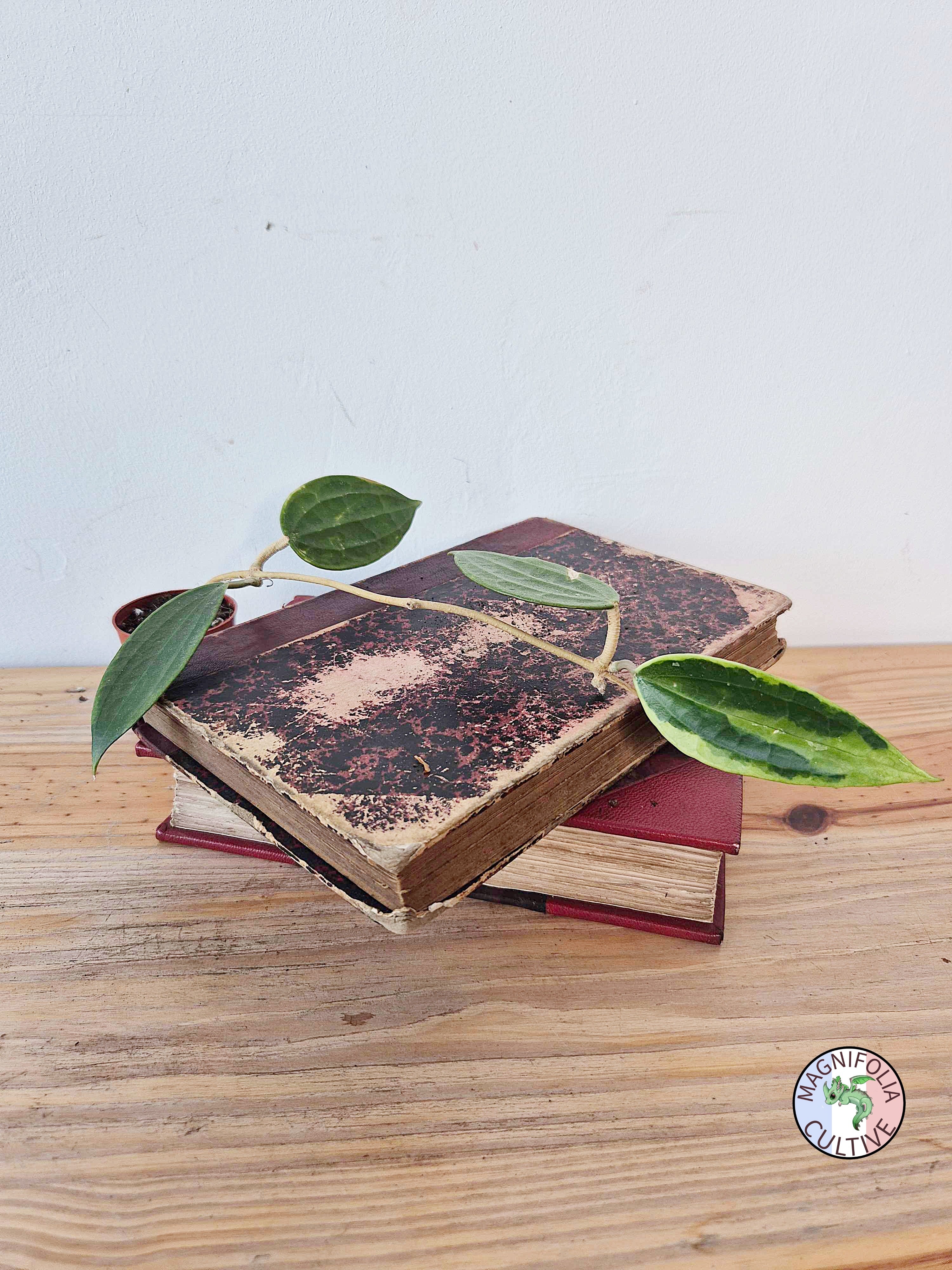 Hoya macrophylla 'Albomarginata'