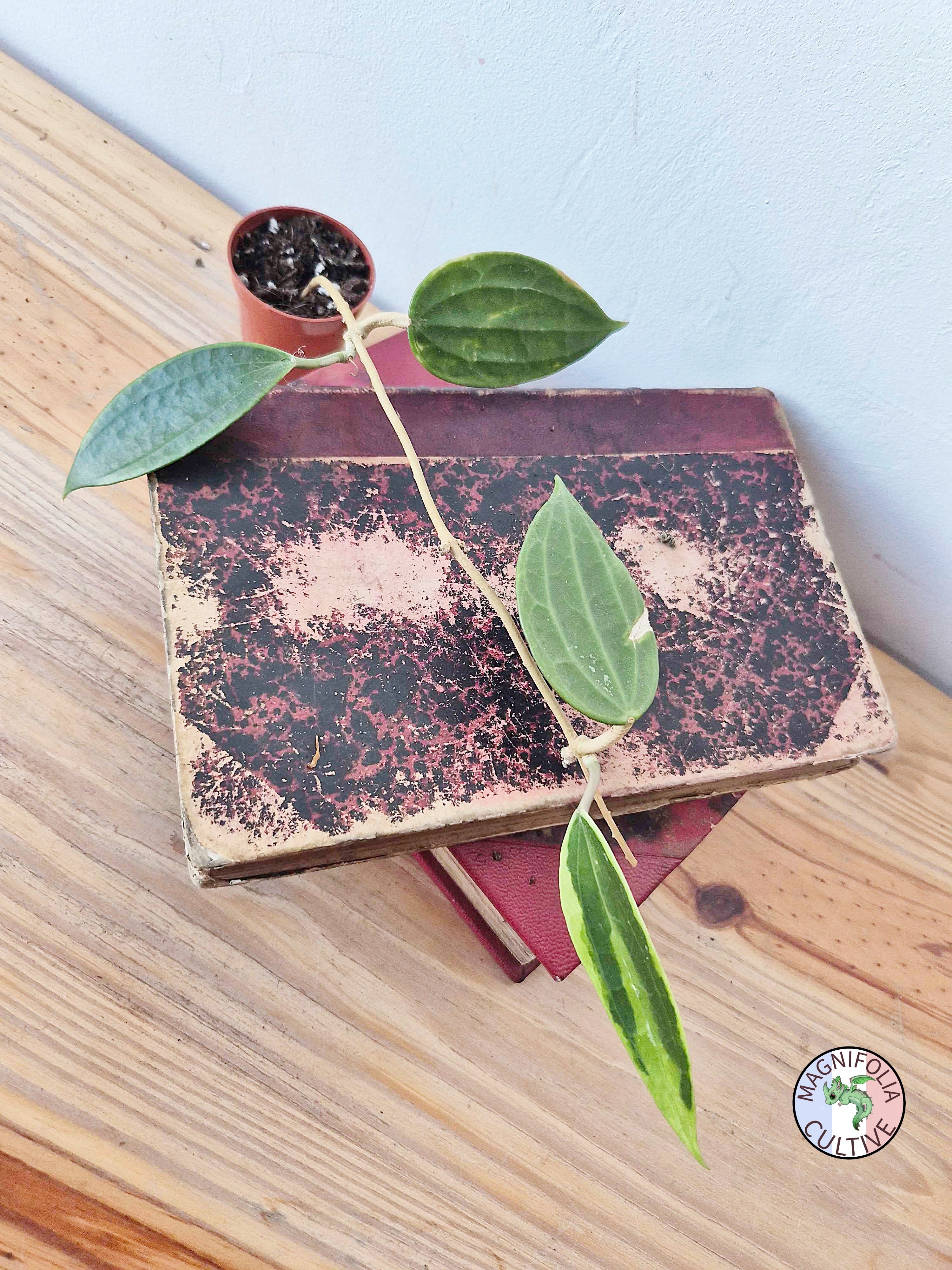 Hoya macrophylla 'Albomarginata'