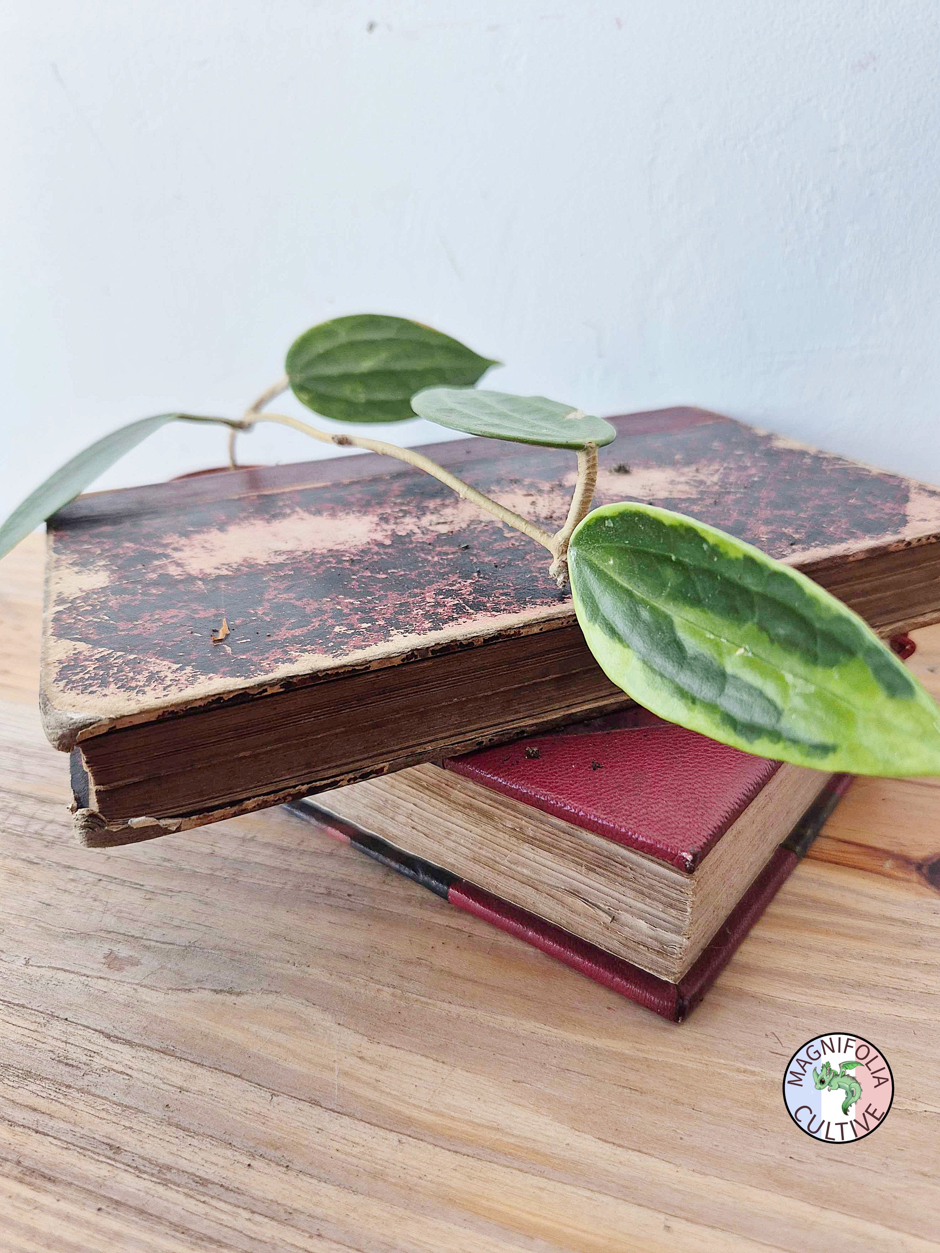 Hoya macrophylla 'Albomarginata'