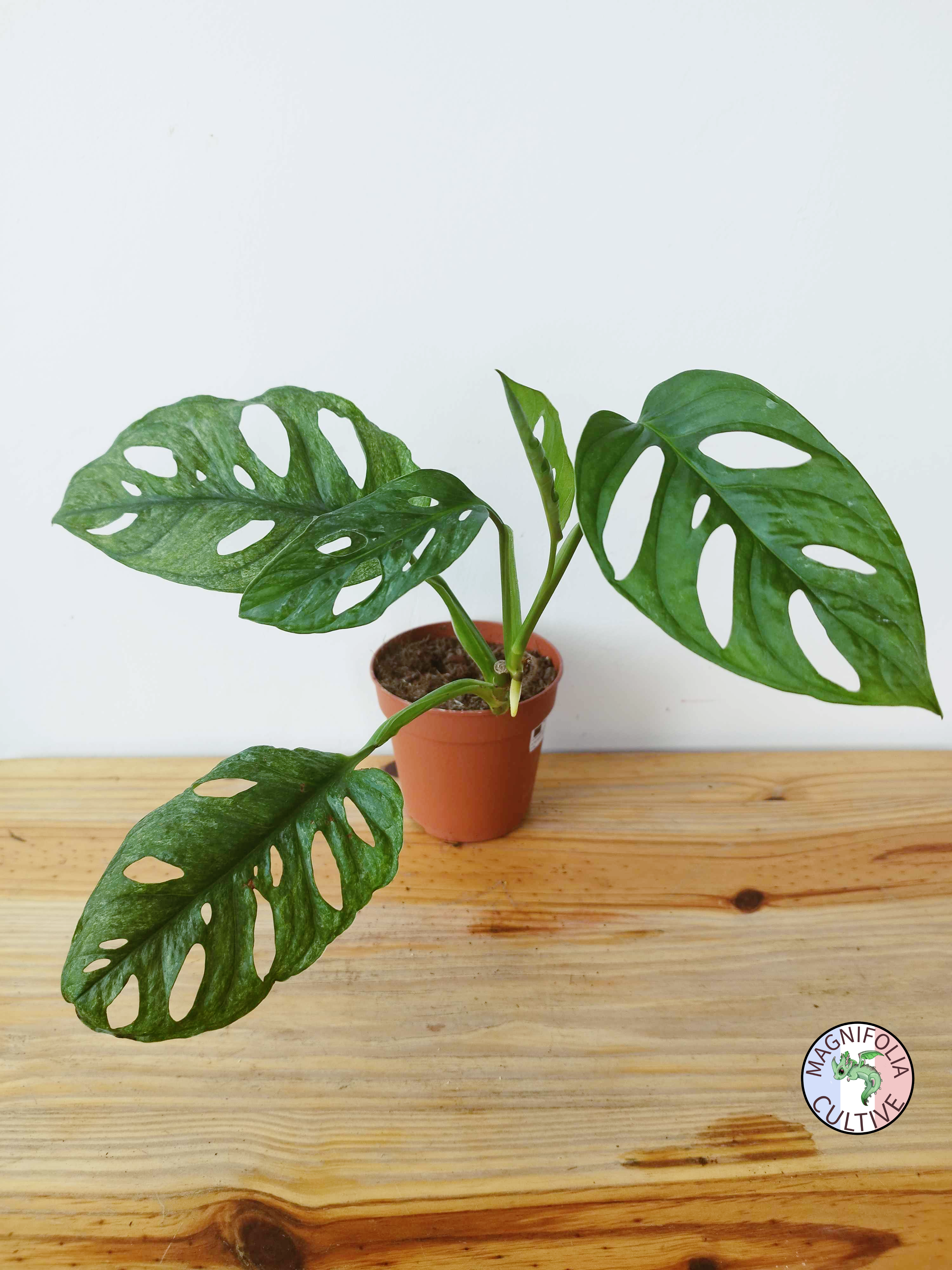 Monstera adansonii MINT - IMPARFAITE