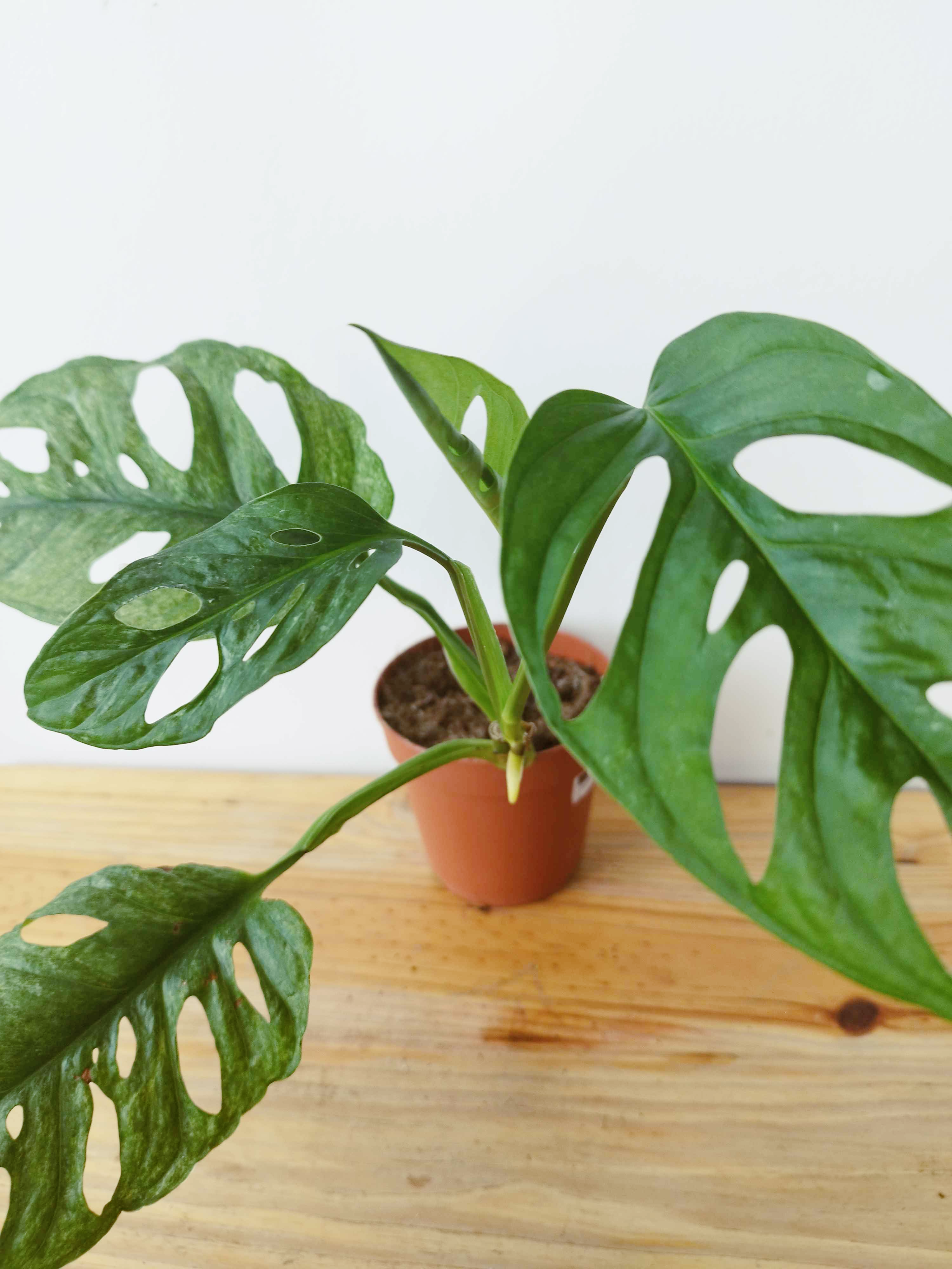 Monstera adansonii MINT - IMPARFAITE