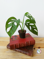 Monstera adansonii