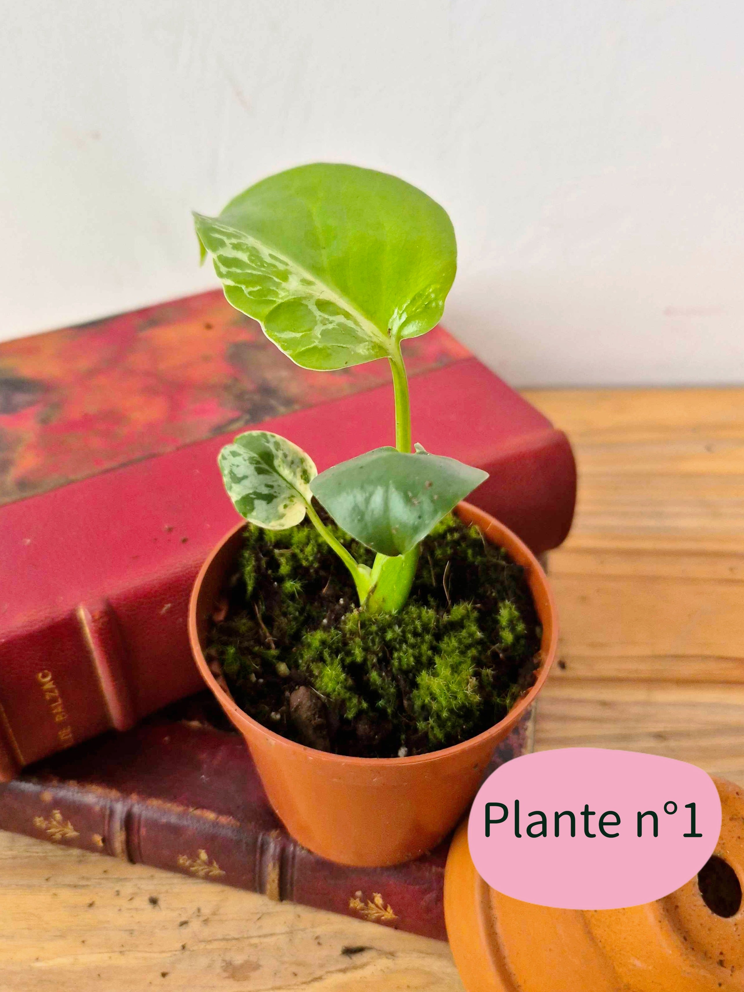 Monstera deliciosa 'Bulbasaur'