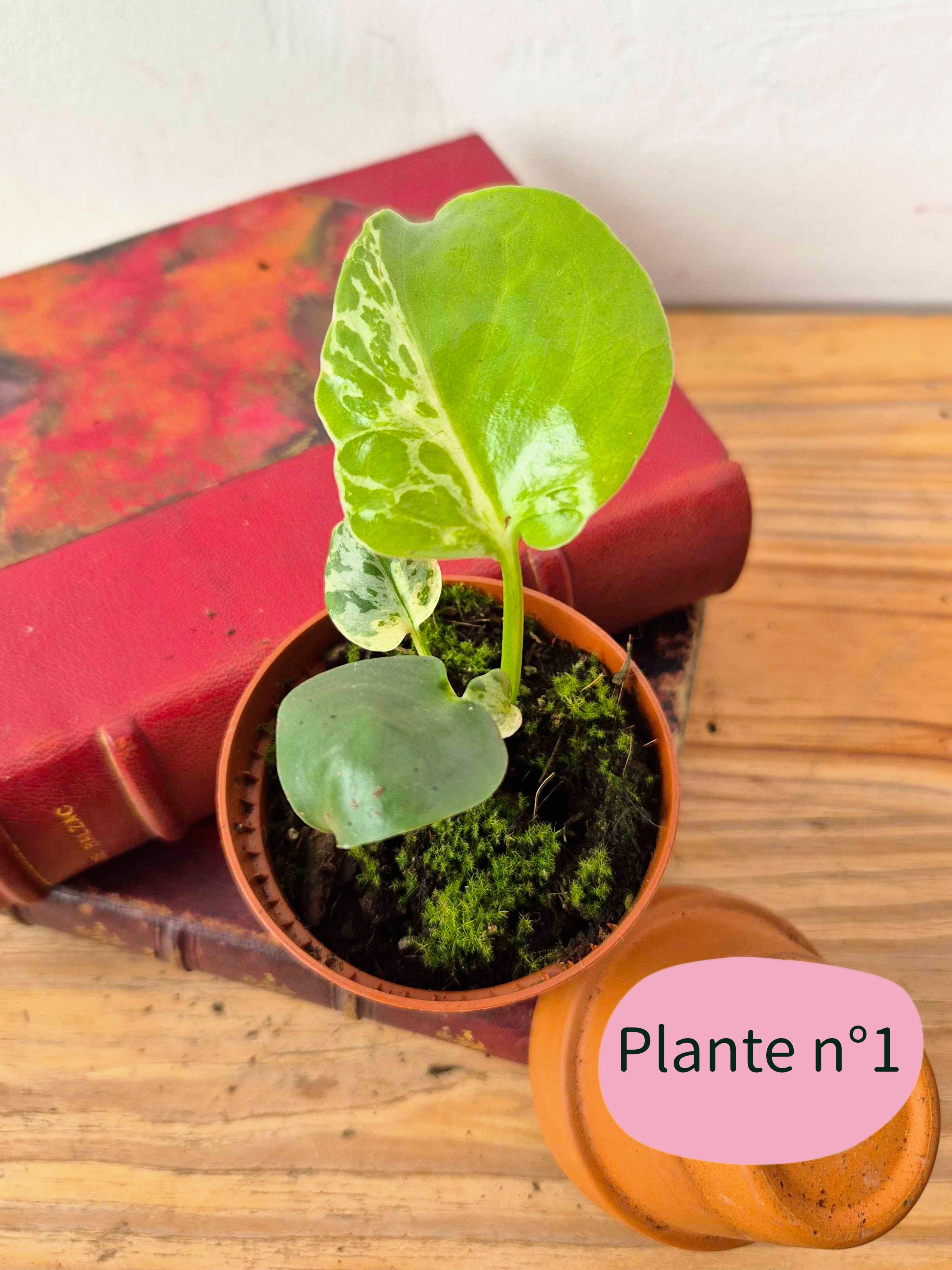Monstera deliciosa 'Bulbasaur'