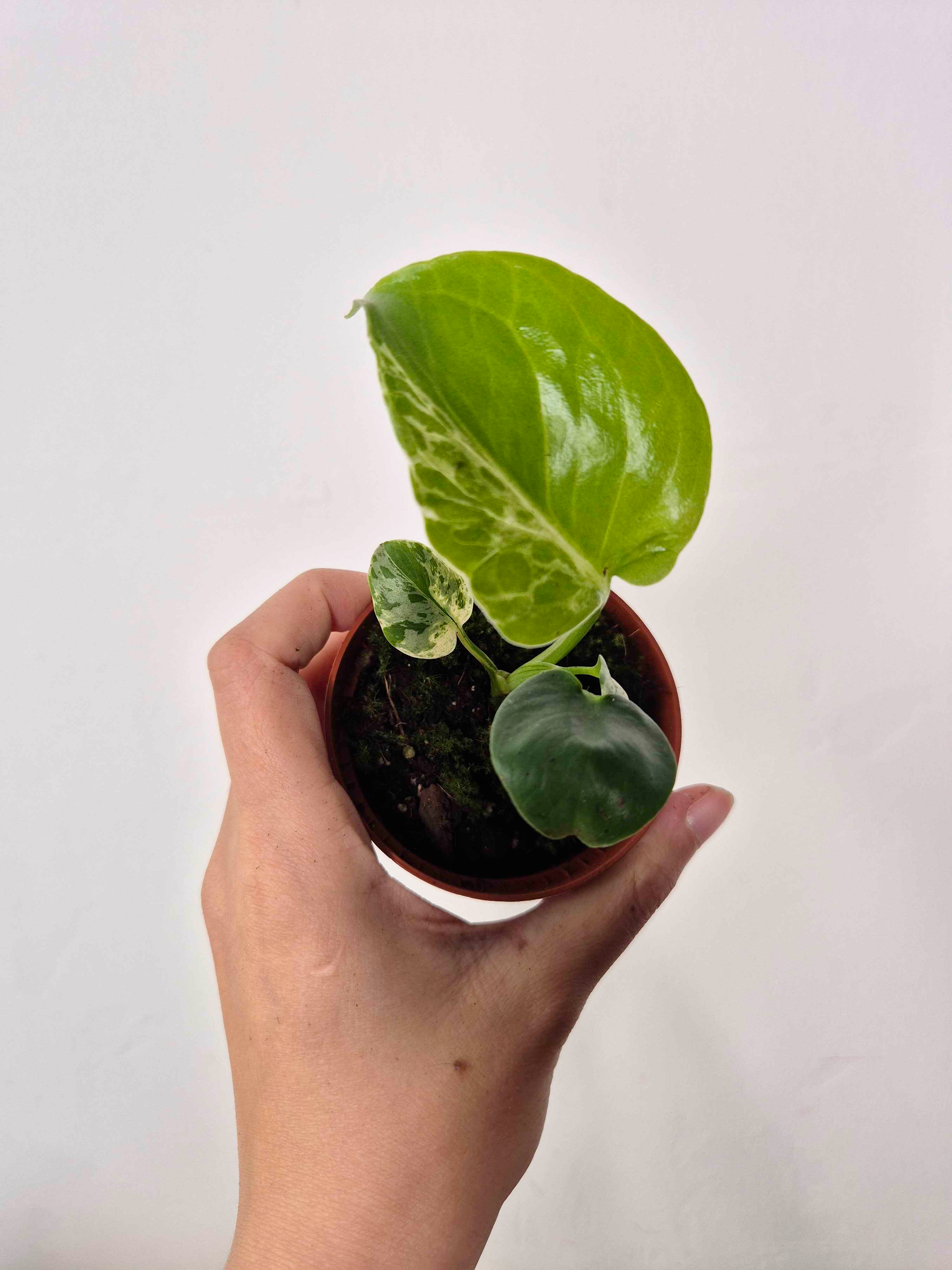 Monstera deliciosa 'Bulbasaur'