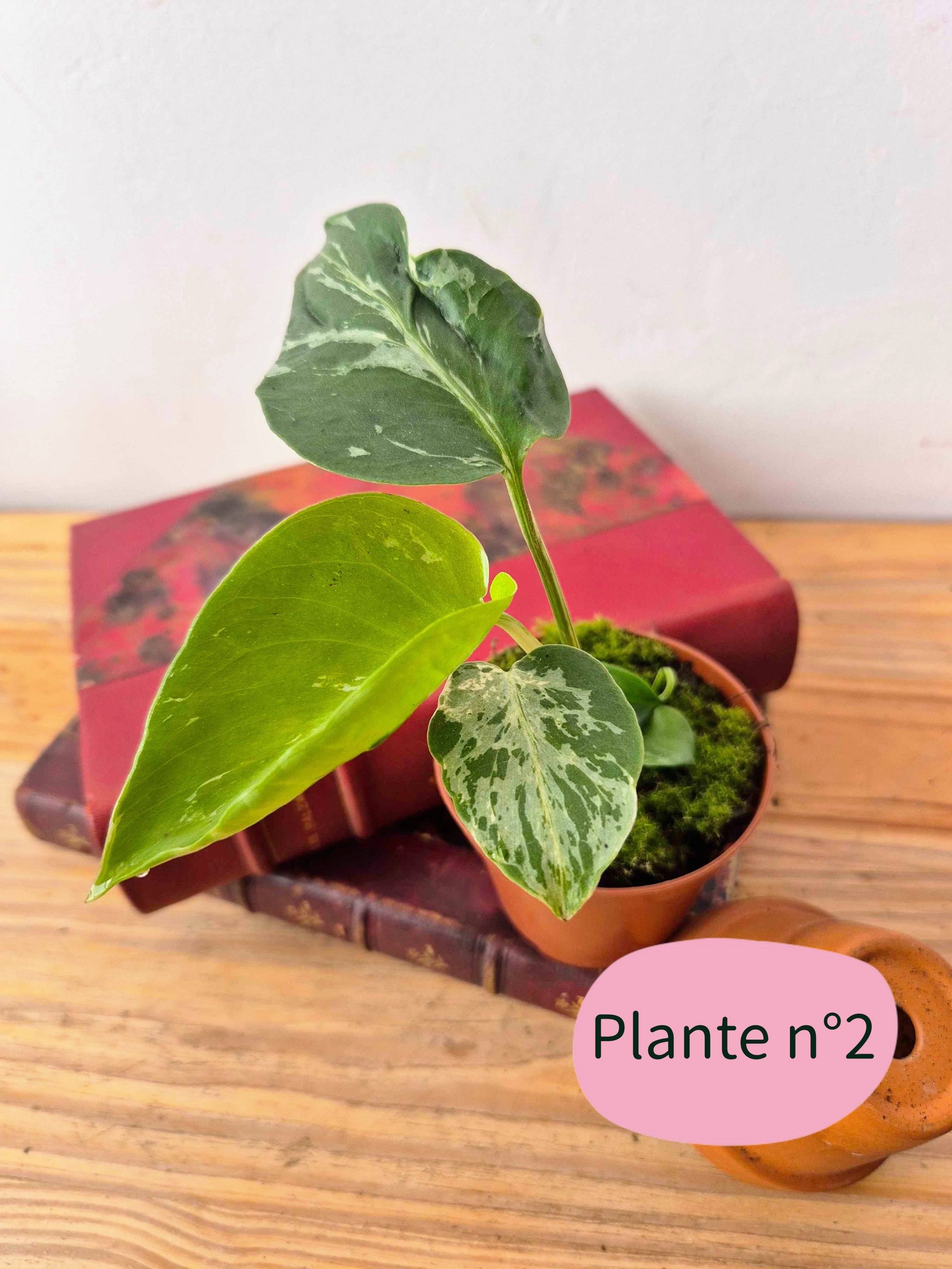 Monstera deliciosa 'Bulbasaur'